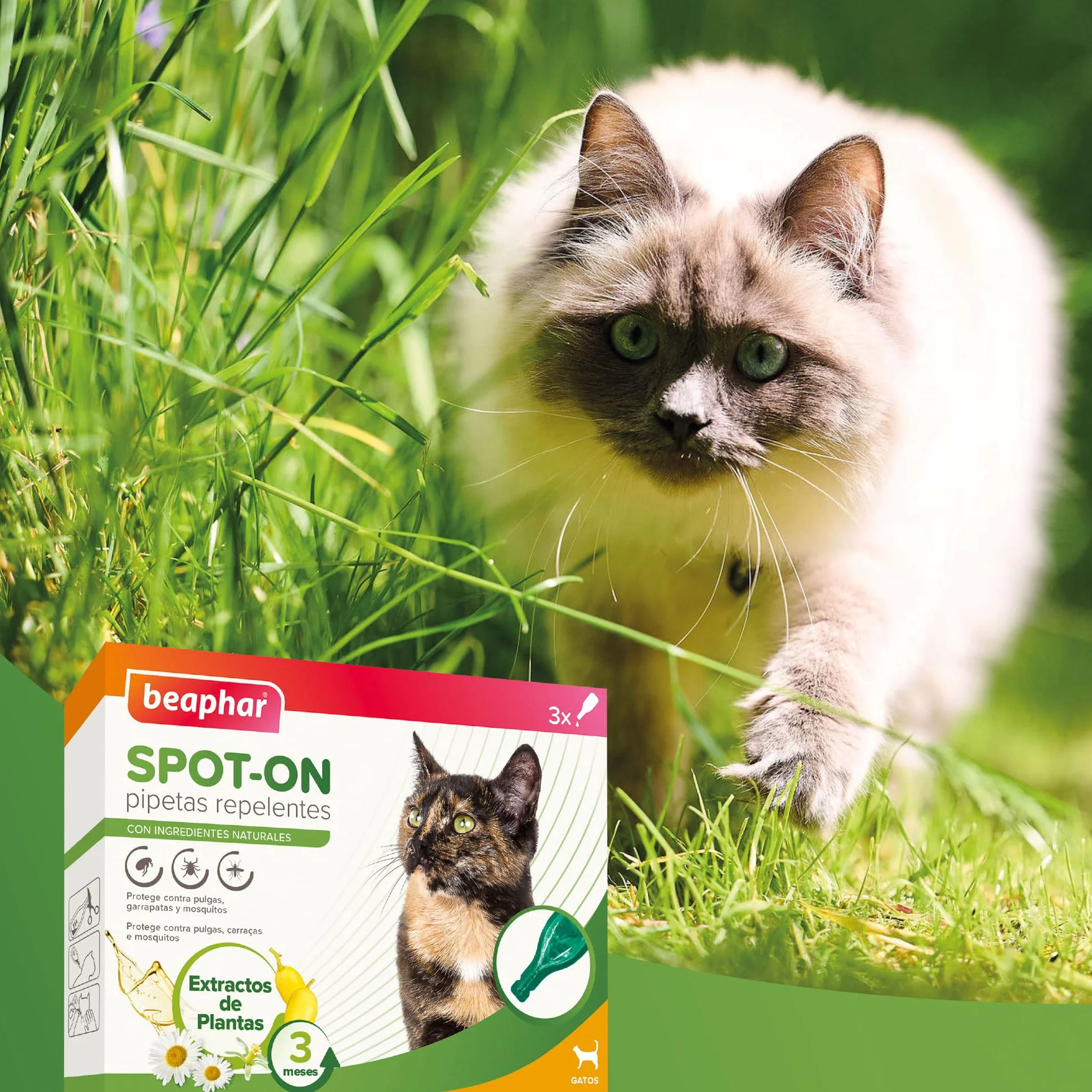 Beaphar Pipetas repelentes Naturales para Gatos - 3 Meses de protección Natural contra garrapatas, pulgas y Mosquitos - para Todo Tipo de Gatos - 3 pipetas de 1ml, El embalaje puede variar