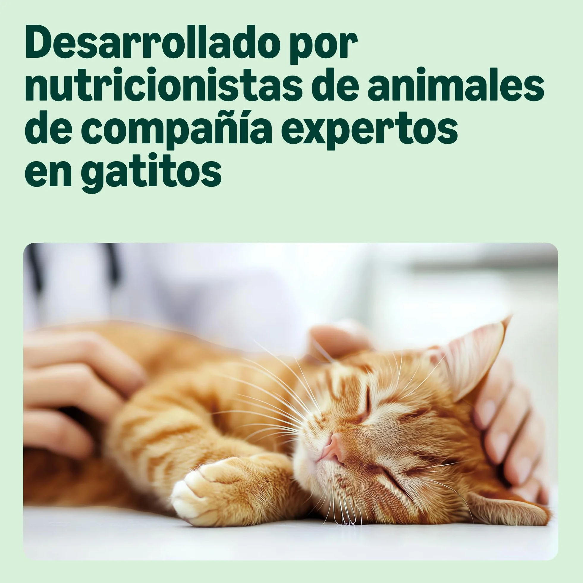 by Amazon Alimento Completo para Gatitos, Selección Mixta en gelatina, 1.2kg (12 bolsitas de 100g)