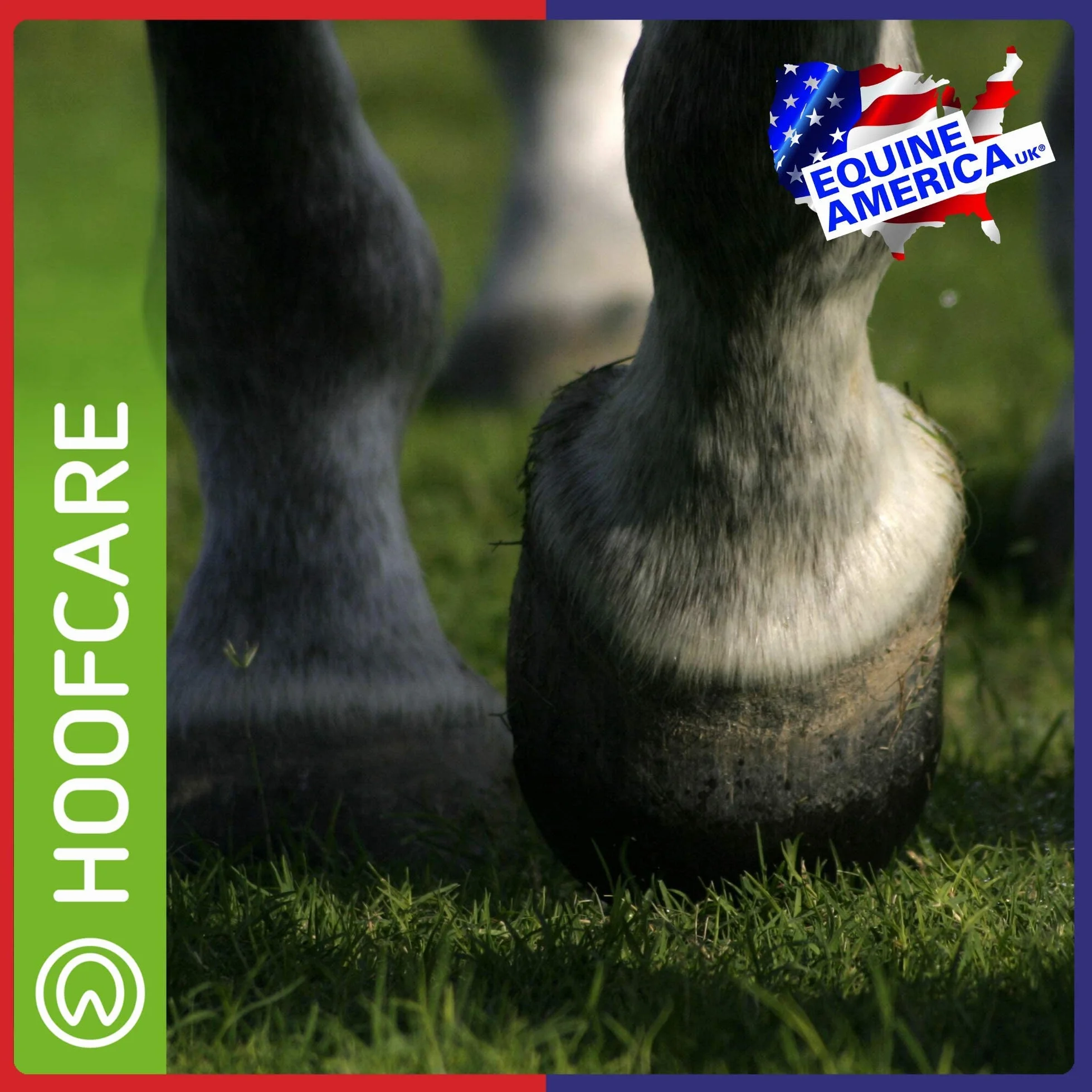 Equine America Biotina Xtra Polvere Integratore per Cavalli e Pony 2,5 kg