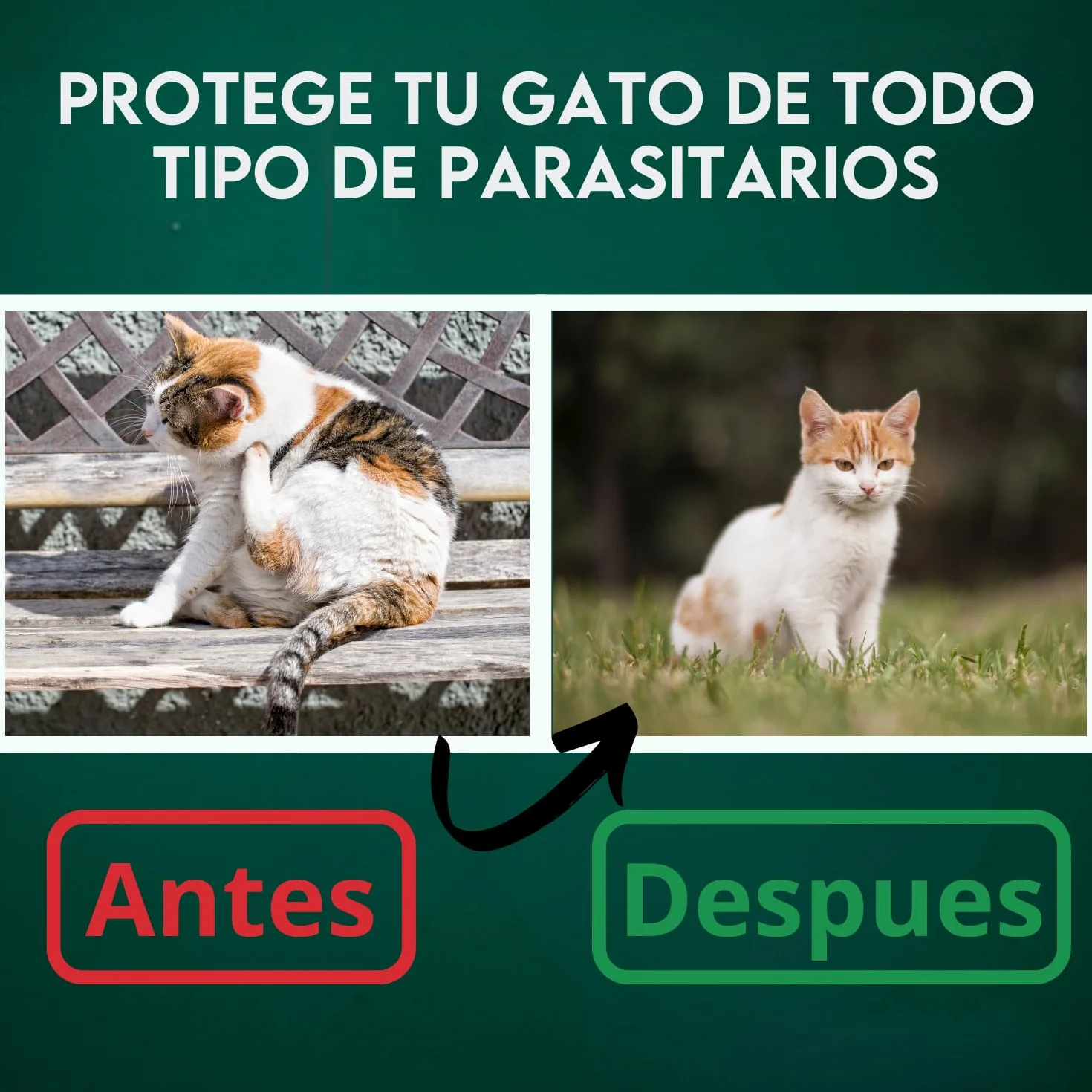 DISANE Pipetas Antiparasitarias para Gatos 100% Naturales | 2 Uds | 2 Meses de Protección contra Insectos y Parásitos: Pulgas, Garrapatas y Mosquitos | Antipulgas Sin Toxicidad para el Gato