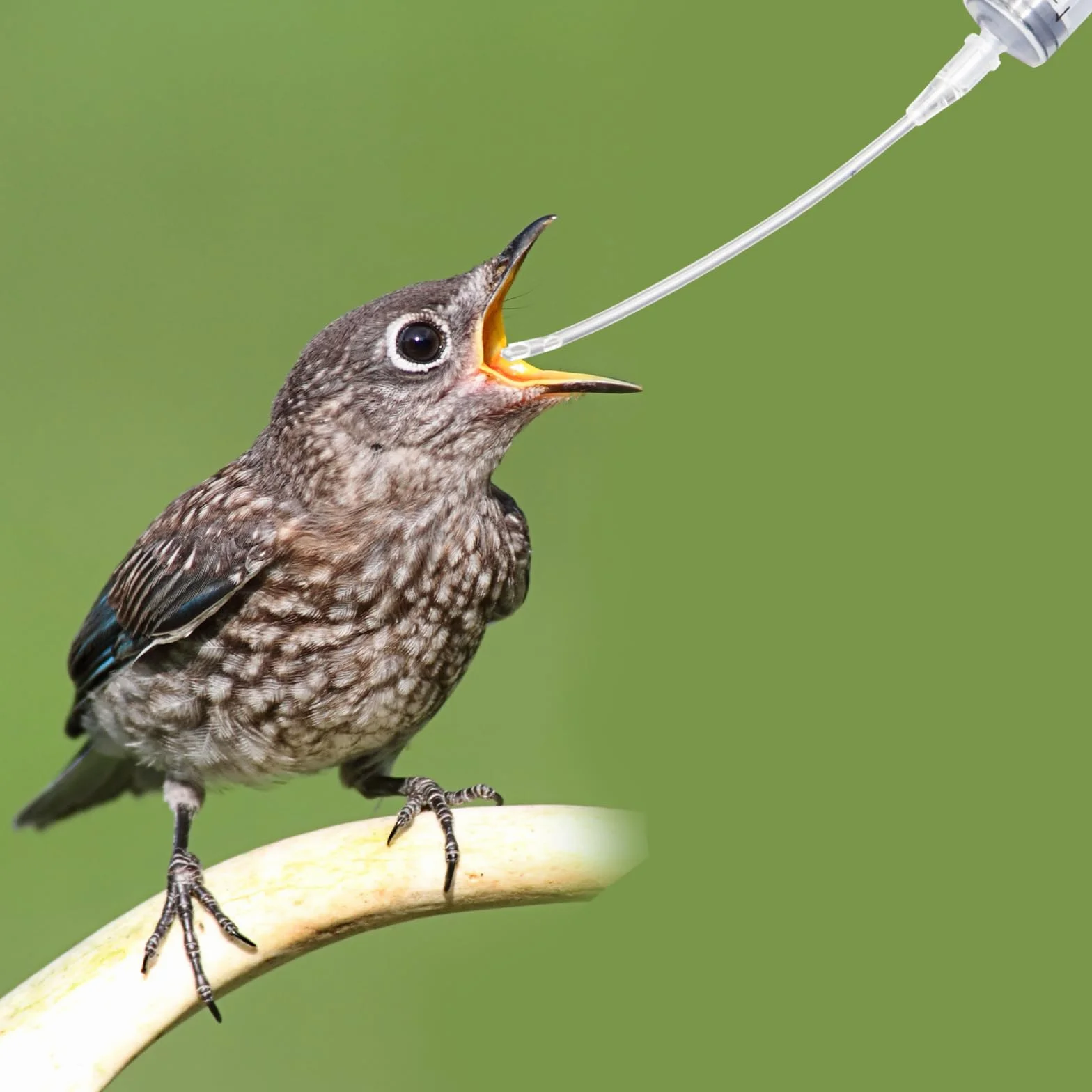 Jeringas de 10ml con 10 unidades de tubo, Set de alimentador para aves jóvenes, Jeringa con tubo, Accesorios para palomas, Disposición de pájaros bebé loros, Herramienta de alimentación manual, Para