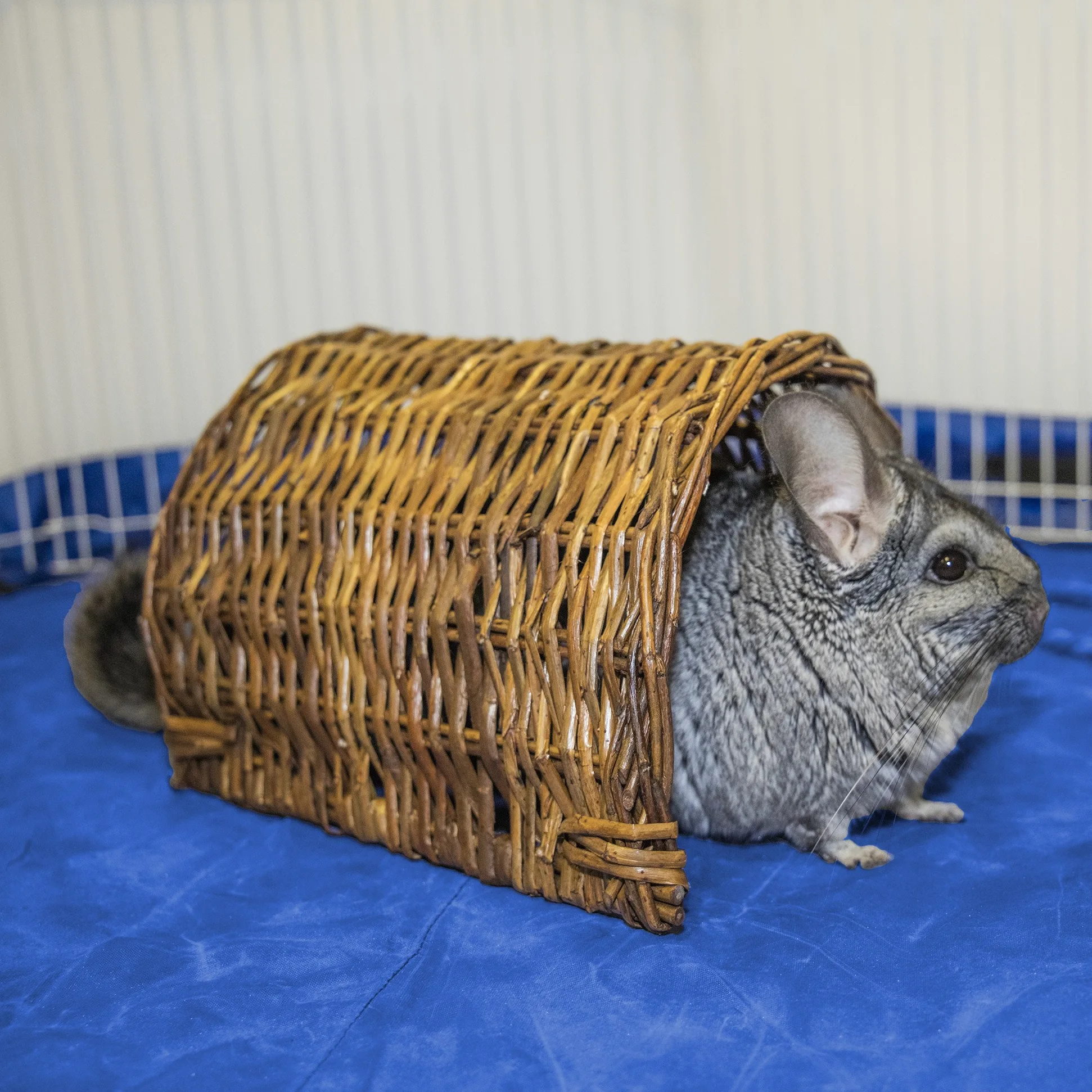 WARE MANUFACTURING - Túnel de Sauce Tejido a Mano para Mascotas pequeñas