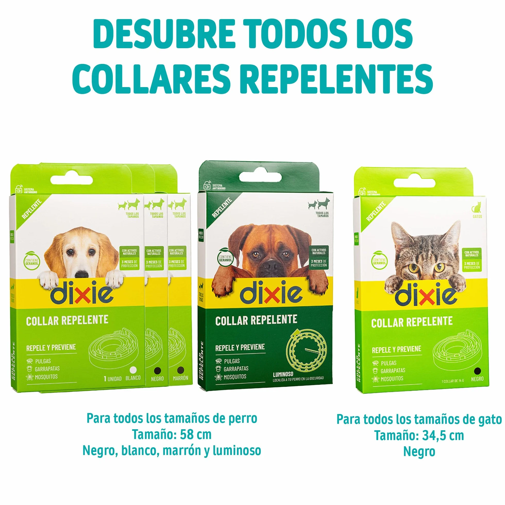 DIXIE – Collar Antipulgas para Gatos y Gatitos – Repele y Protege de Pulgas, Garrapatas y Mosquitos – Sin Insecticidas – 3 Meses de Protección Natural - 34,5 cm Ajustables para Cualquier Raza y Tamaño