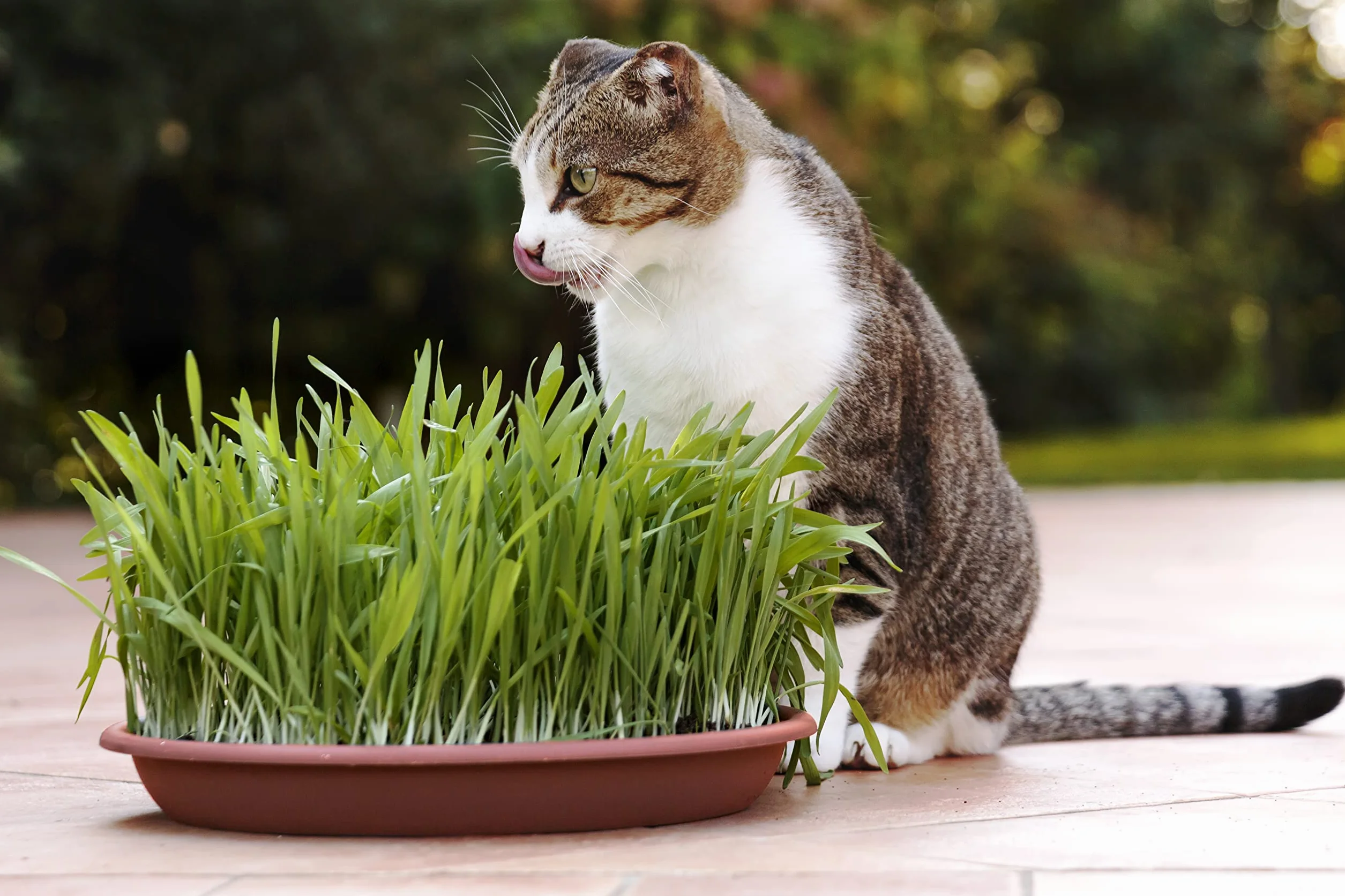 R&R SHOP - Mezcla de Semillas de Catnip, Crecimiento Rápido para un Gato Feliz, Semillas Europeas (150gr)