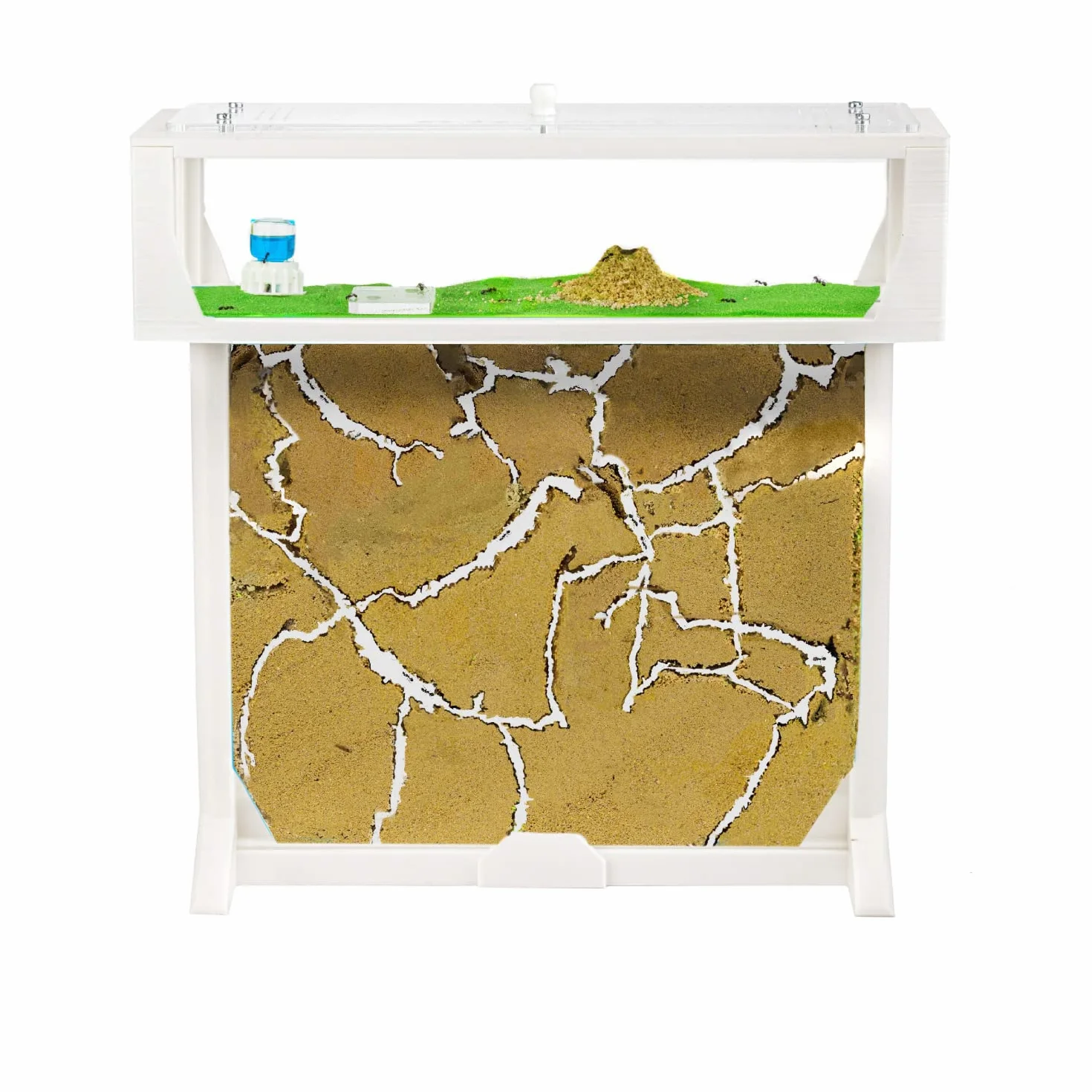Anthouse.es - Kit Hormiguero en Forma de T 3D - Sándwich y Caja de Forrajeo Con Tapa Retirable - Hormigas Vivas Incluidas - 25x20x1,5 cm - Color Blanco