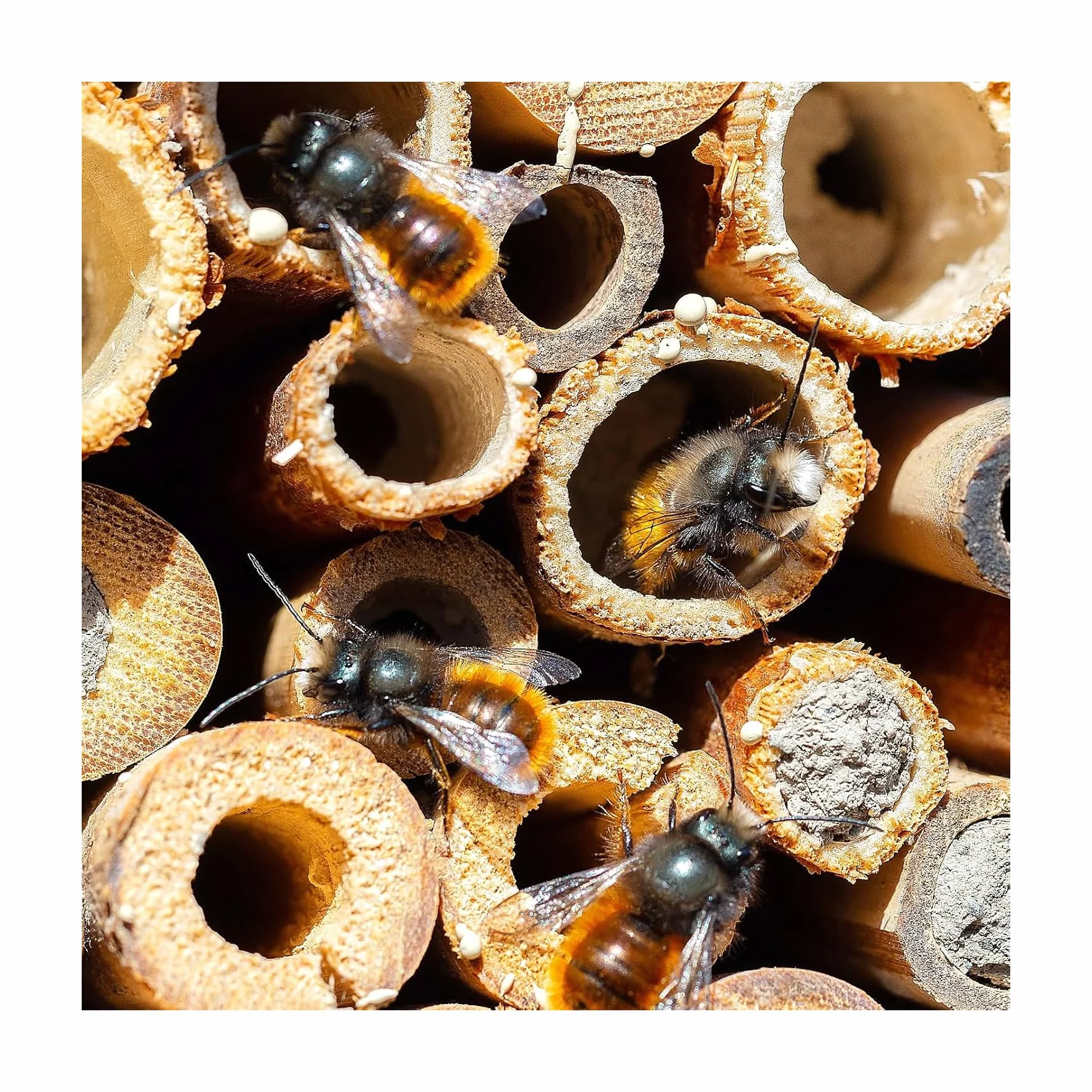 500 Piezas Tubos Nidos para Hotel de Insectos, Hotel de Insectos,14,5cm Pajitas de Trigo, Diámetro 2,5-5 mm, para Material de Relleno para Abejas Silvestres, Casa para Abejas