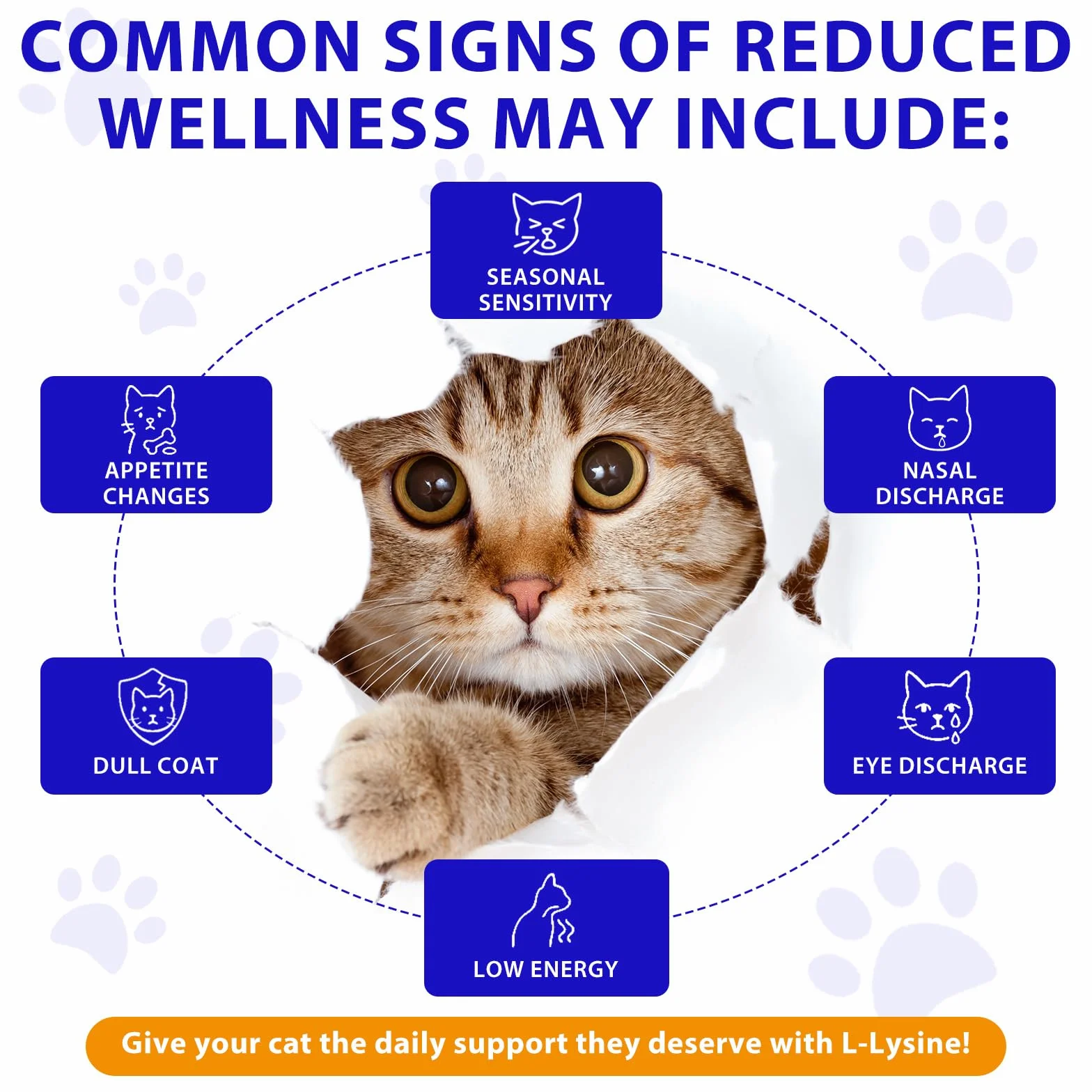 L-Lisina para Gatos, 60ML Lisina Gatos Aliviar Alergias en Gatitos, Estornudos, Gripe Felina, Antibióticos para Gatitos con Vitaminas y Minerales