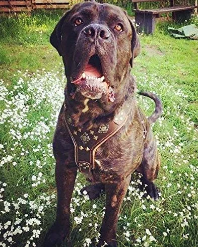 Bestia Aztec arnés de Cuero para Perros Grandes