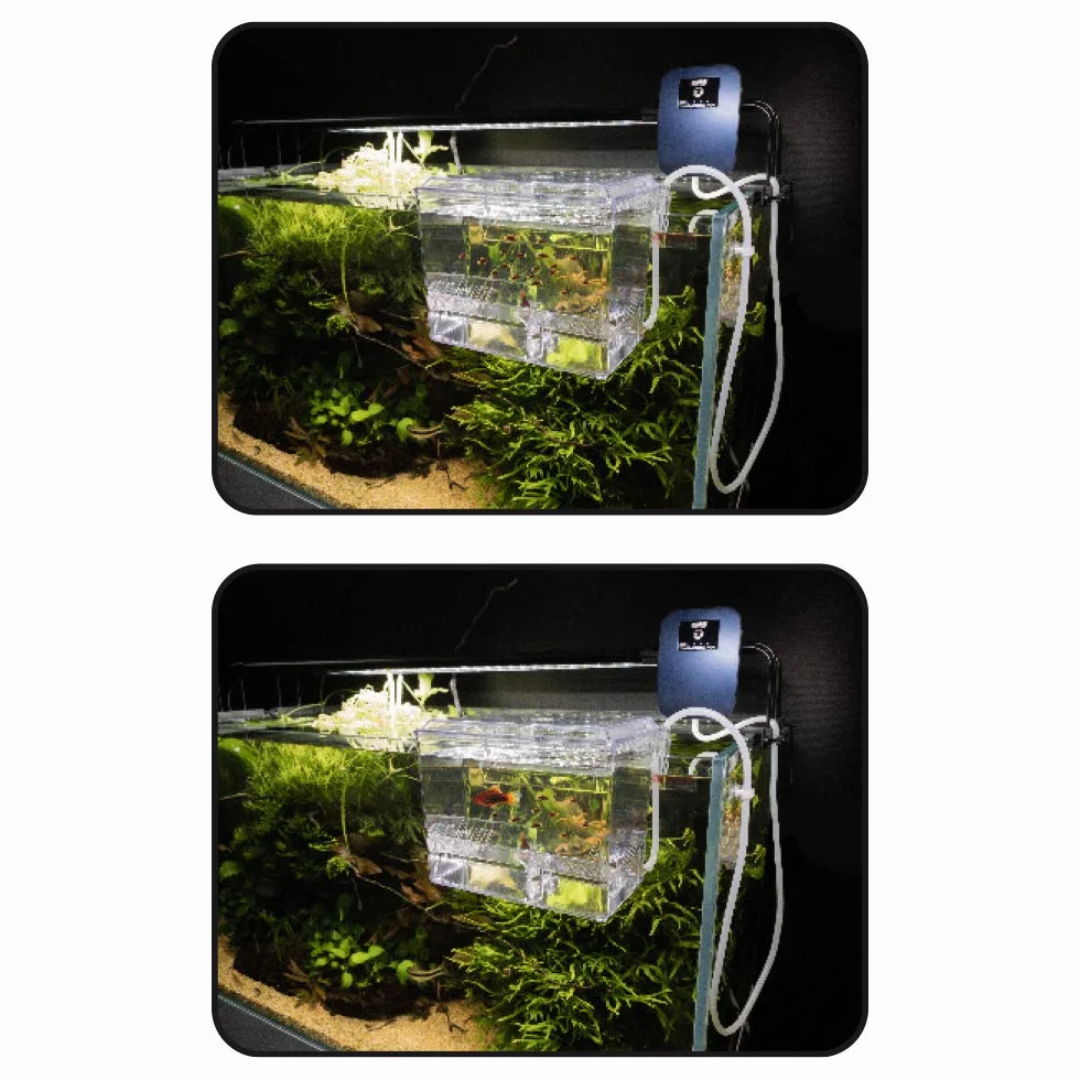 Amtra Esterba Hang On Acuario Sala de Partos, Bandeja de Aislamiento Externa, para Gestación, Eclosión de Huevos, 1.5 L, 16 x 13 x 16 cm