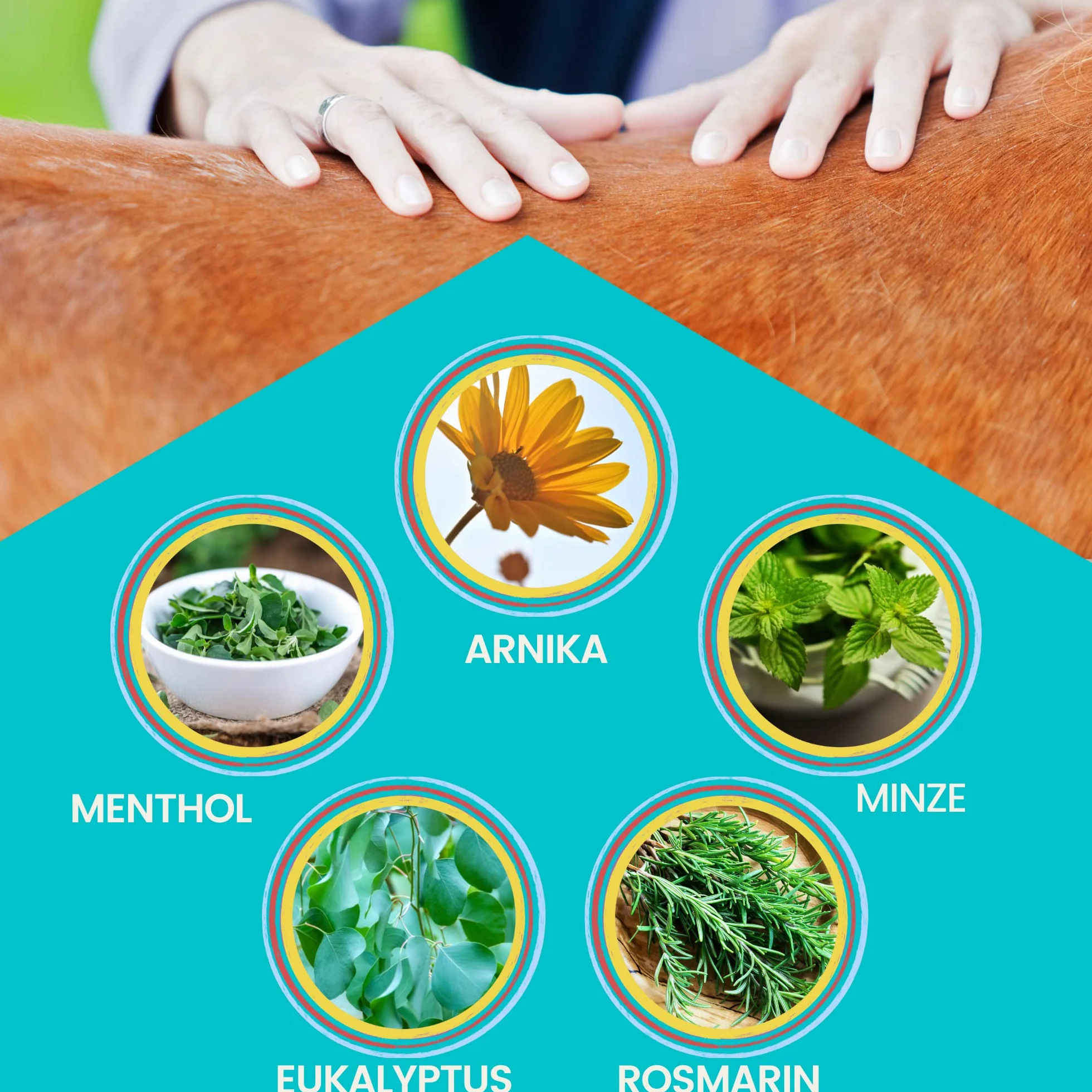 EMMA Bálsamo para Caballos 1000ml Gel Refrescante con Pomada de Árnica Gel Extra Fuerte I Tendones, Ligamentos y Músculos I Pomada Refrescante I Pomada con Gel Crema de Árnica Masaje para Músculos