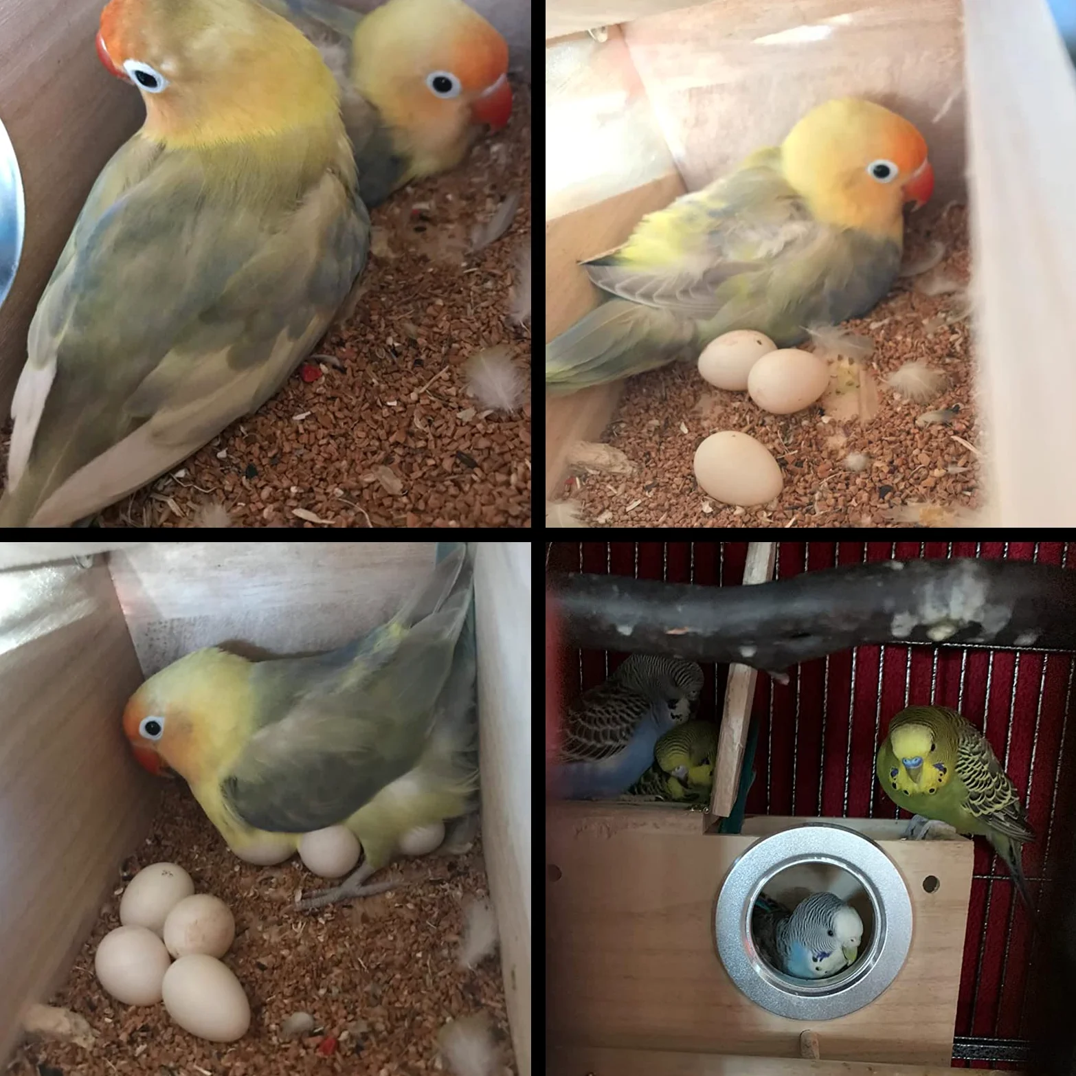 PINVNBY Caja nido para periquitos, casa de pájaros, caja de cría de madera, caja de apareamiento para loros, periquitos, pinzones, cacatúas, canarios y pájaros de tamaño mediano (S)