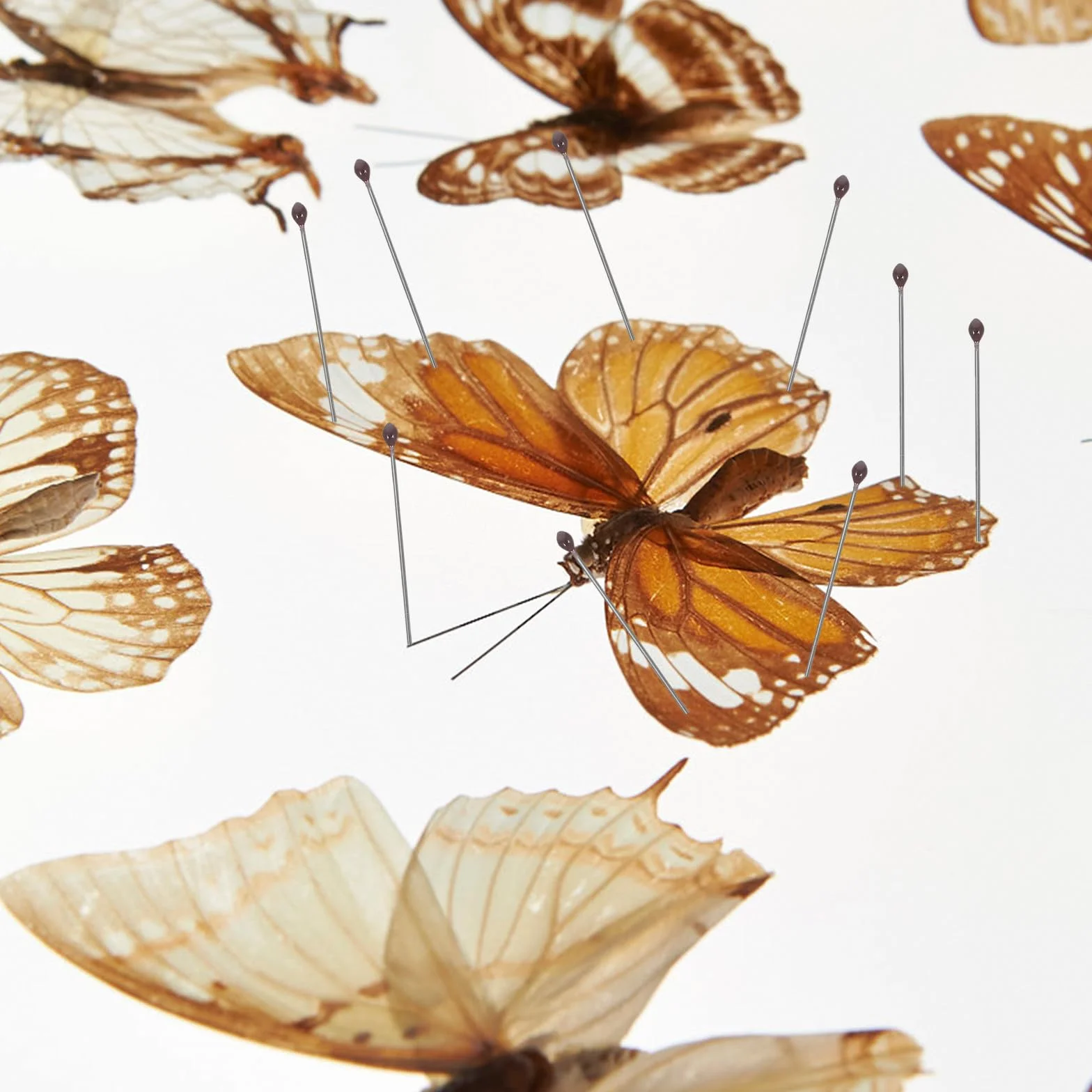 Juego de Alfileres de Fijación para Especímenes de Insectos de Acero Inoxidable Tamaño Nº 2 100 Unidades por Tubo Herramienta para Montaje y Exhibición en Entomología