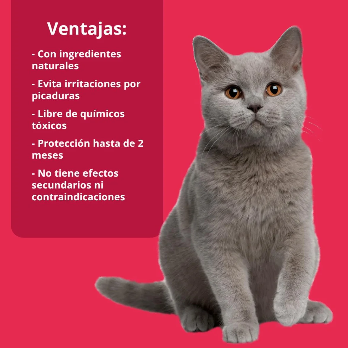 NEO CATS - Pipetas Repelente Anti-insectos para Gatos - Contra Pulgas, Garrapatas y Mosquitos - 30 días de Protección - Con Margosa, Geraniol y Lavandino - Olor Herbal - 2 unidades