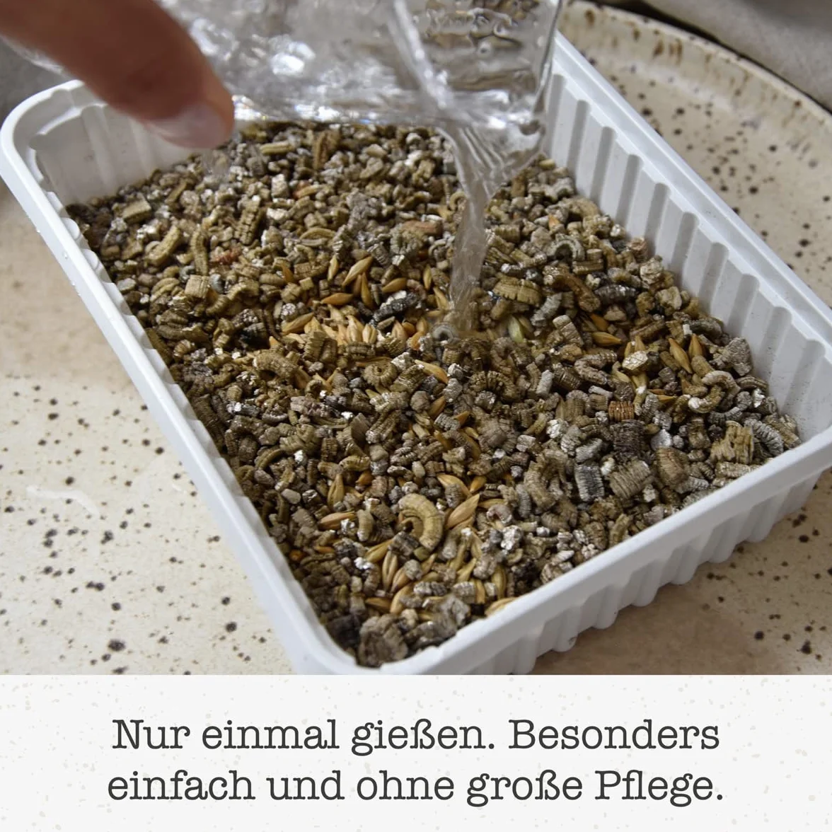 GimCat Hydro-Gras - Hierba fresca para gatos, de plantación controlada, en tan solo de 5 a 8 días - 1 bandeja (1 x 150 g)