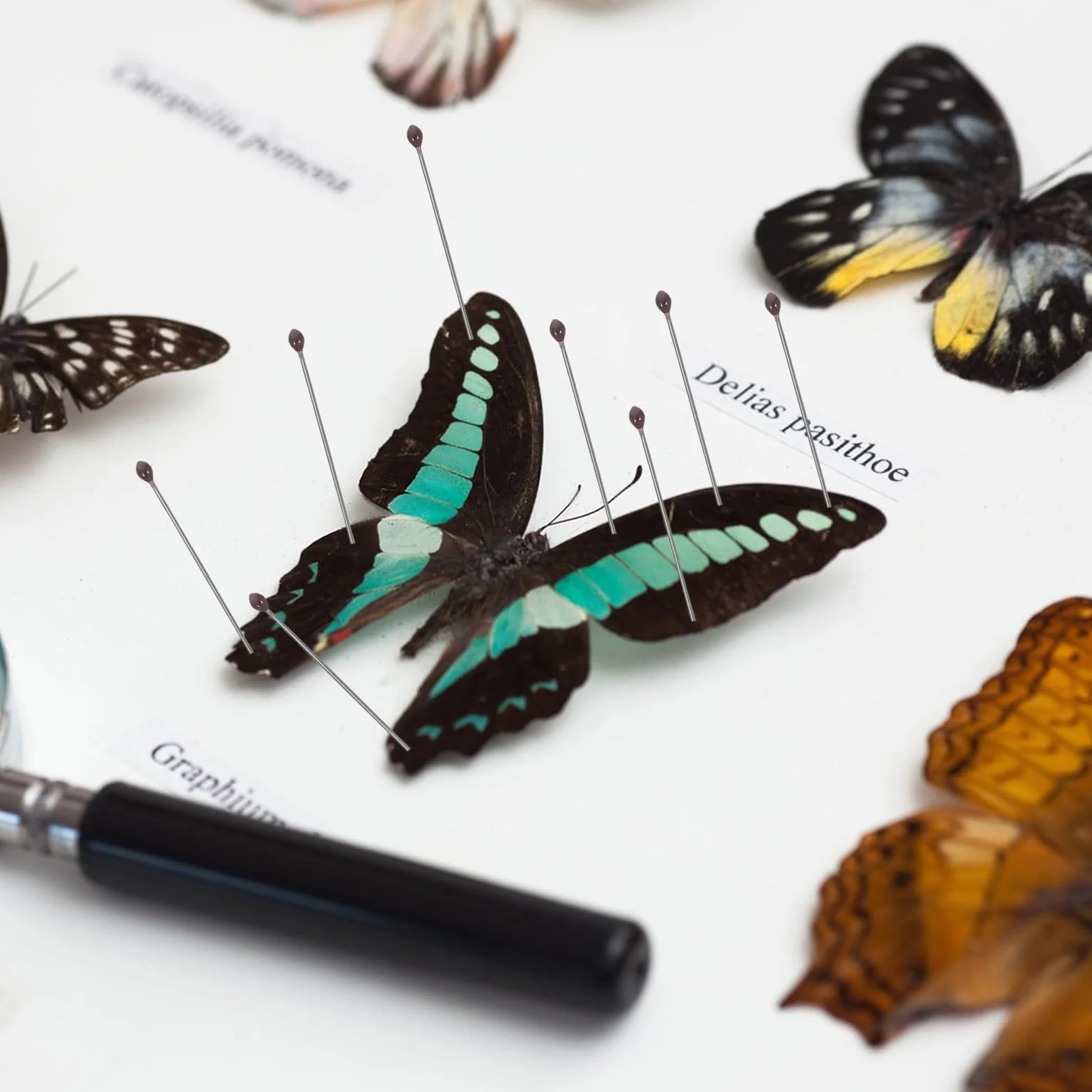 Juego de Alfileres de Fijación para Especímenes de Insectos de Acero Inoxidable Tamaño Nº 2 100 Unidades por Tubo Herramienta para Montaje y Exhibición en Entomología