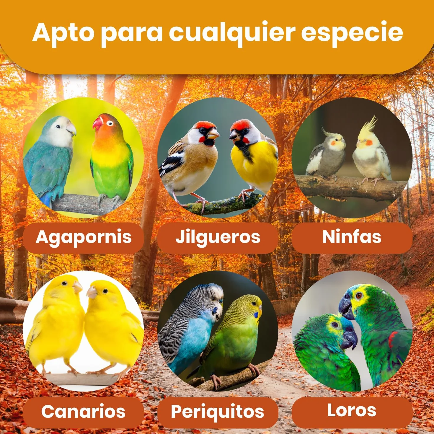 Papilla Pajaros 800G, Papilla Agapornis, Papilla para Jilgueros y Ninfas Papilleras, Alimento para Aves de Cualquier Tipo, Comida Agapornis, Comida Canarios... en Fase de Embuche