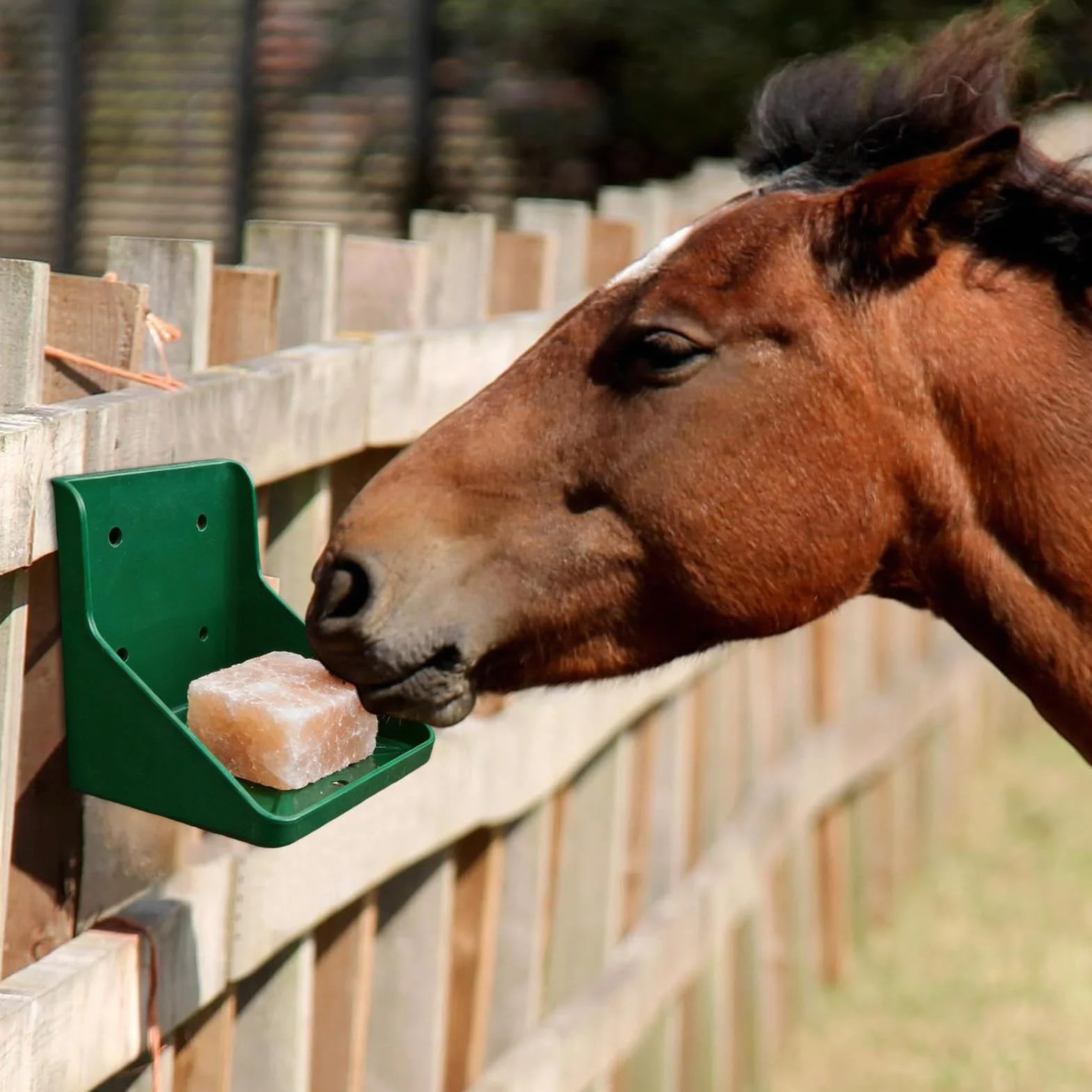 Soporte Para Bloque De Sal Para Caballos - Dispensador De Minerales De 16,5 Cm, Herramienta De Alimentación Para Ganado Con Accesibilidad Mejorada | Soporte Para Lamer Sal De Oveja, , Cabra, Para