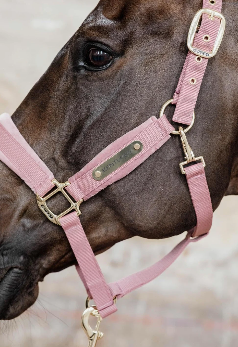 Kentucky Horsewear - Cabestro - Terciopelo - Rosa Viejo - Cob