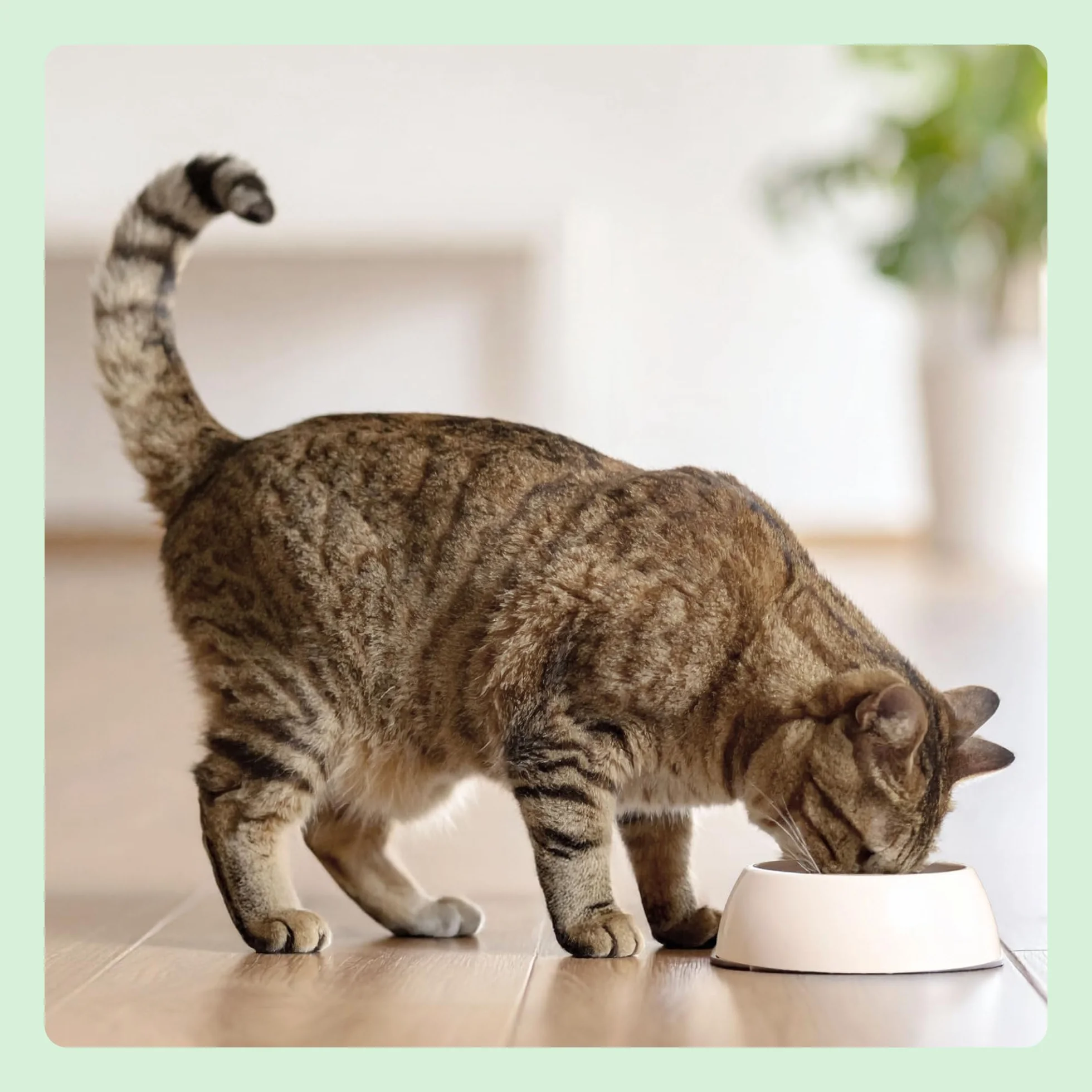 by Amazon Alimento seco para gatos adultos esterilizados con pollo fresco, receta sin cereales, 3 kg (Paquete de 1) (Anteriormente una marca Lifelong, el mismo producto)