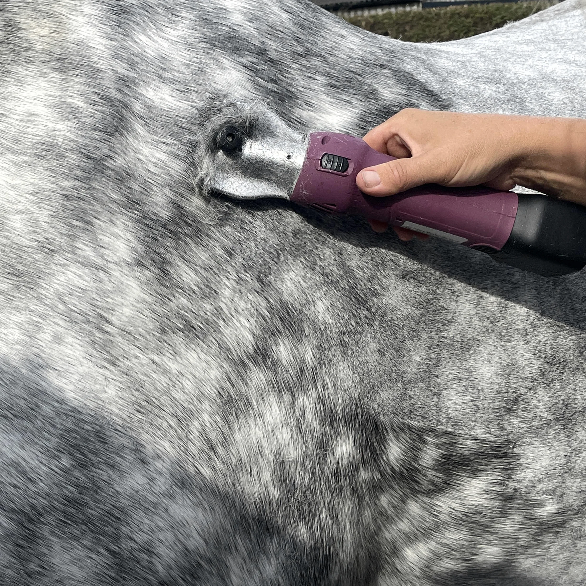 Máquina Masterclip inalámbrica para cortar el pelo de caballo, con 2 baterías