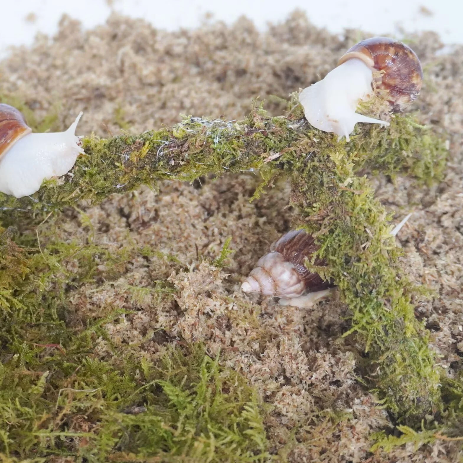 Kit de accesorios para terrario de caracol, 3 piezas, incluye sustrato de retención de humedad de capa, sustrato de retención de humedad de capa superior, juguete de escalada