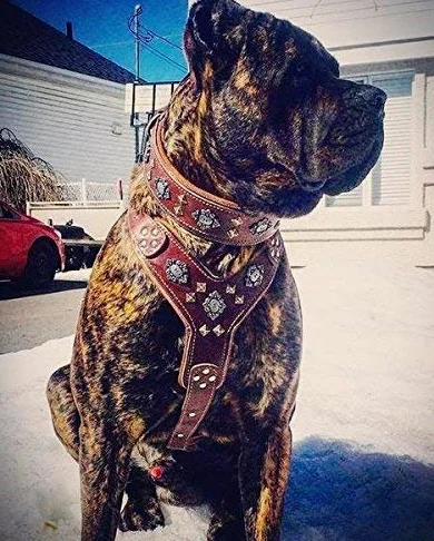 Bestia Aztec arnés de Cuero para Perros Grandes