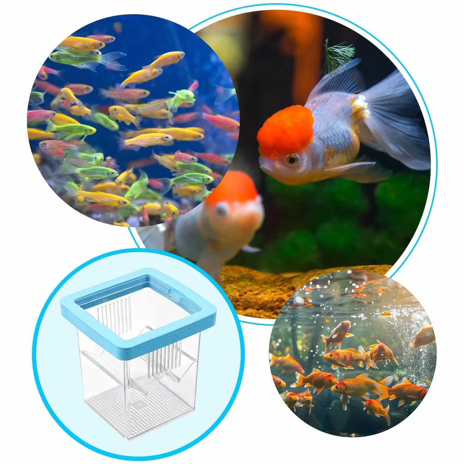 de Cría para Acuario,Incubadora Flotante pequeña acrílica para eclosión,Criadero de Peces - para Incubación Cuarentena Criadero Guppy Camarón Tortuga Agua Marina Hogar Oficina