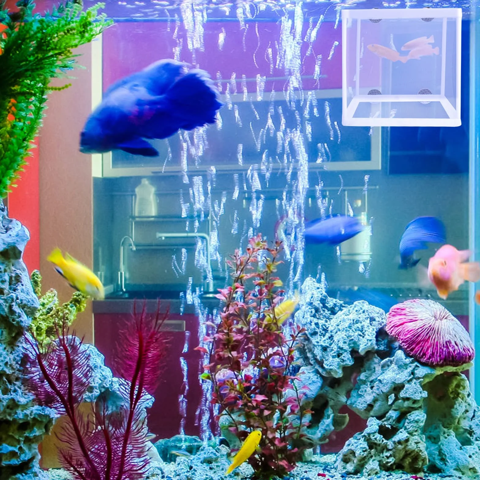 2Pcs Caja de Cría e Incubadora de Peces para Acuario - Aislamiento Con Ventosas y Red de Protección para Bebés