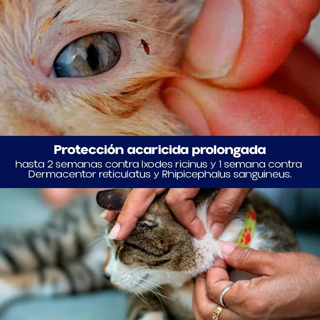 Pipetas Gatos LIFRONIL x3 Pipetas contra Pulgas y Garrapatas | Apto para Todo Tipo de Gatos a Partir de 2 Meses y más de 1 kg de Peso | Protección hasta 5 Semanas | Nexum Market (Pack de 1 Unidad)