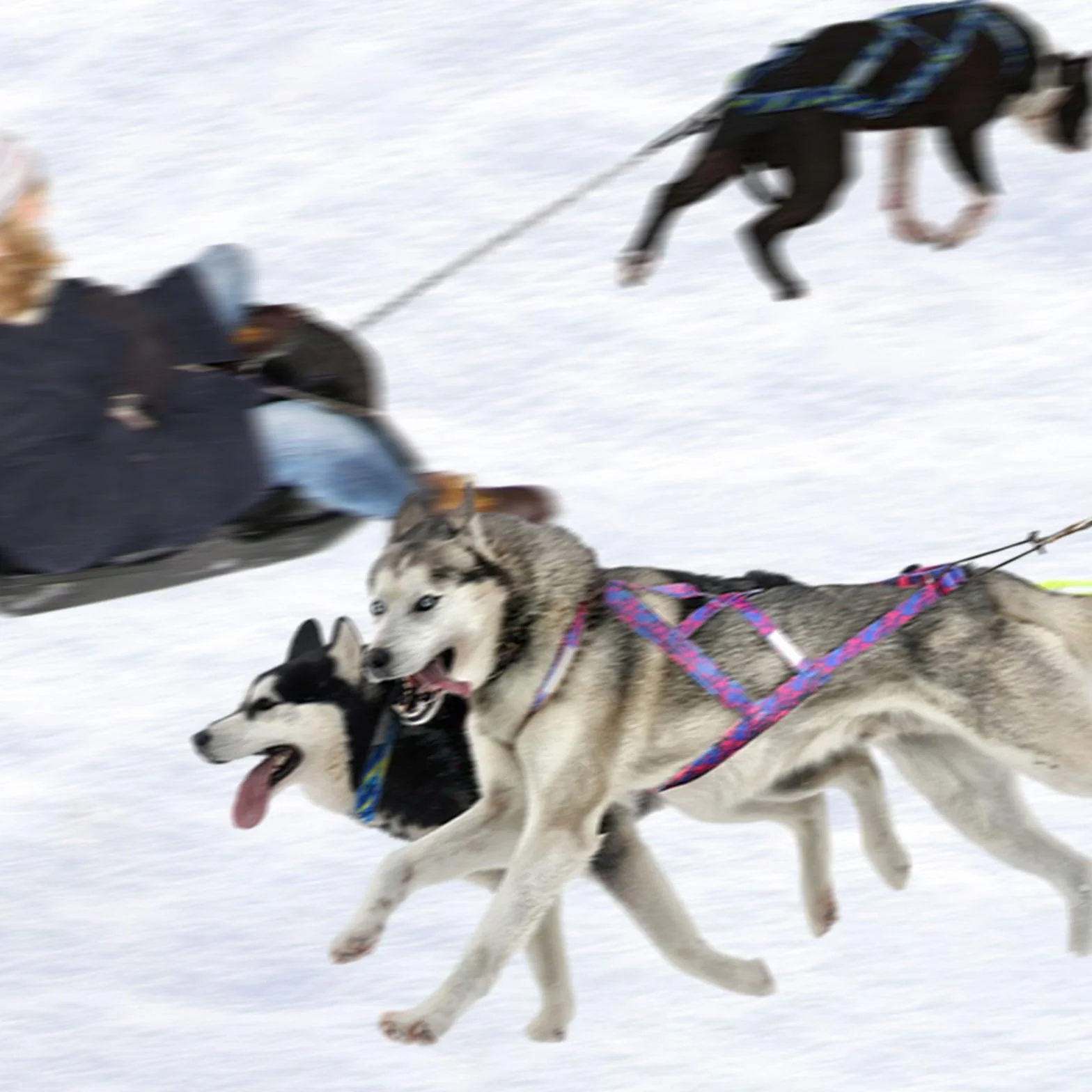 Arnés de Trineo para Perros de Tirar de Peso, Entrenamiento de Velocidad, Mushing, Azul