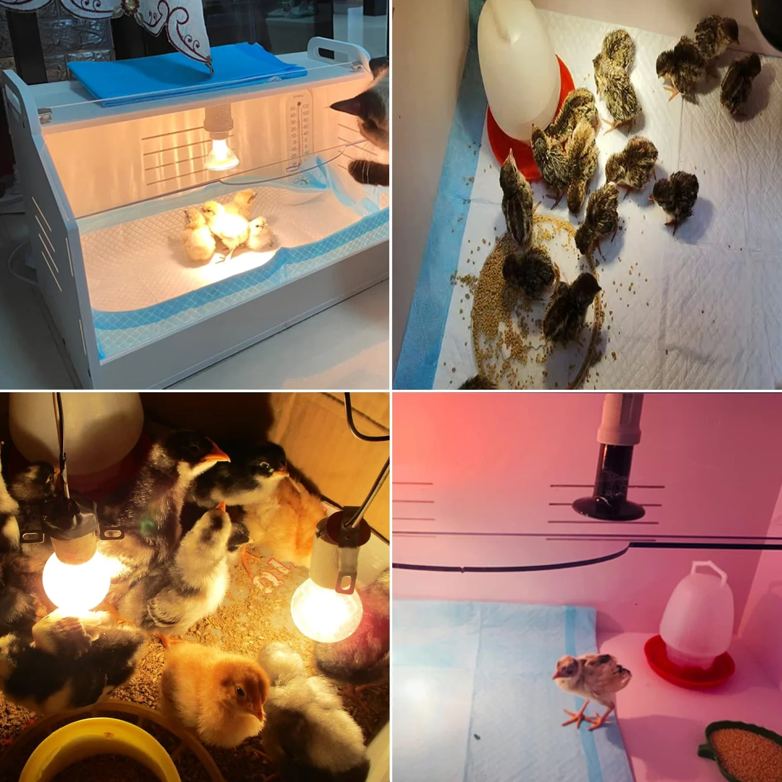 TEmkIn Criadora de Pollitos con Juego de Bombillas y termómetro, Almohadilla para orinar para Mascotas, Equipo para incubar, Caja de incubación Adecuada para Pollitos, patitos, Loros, lagartos