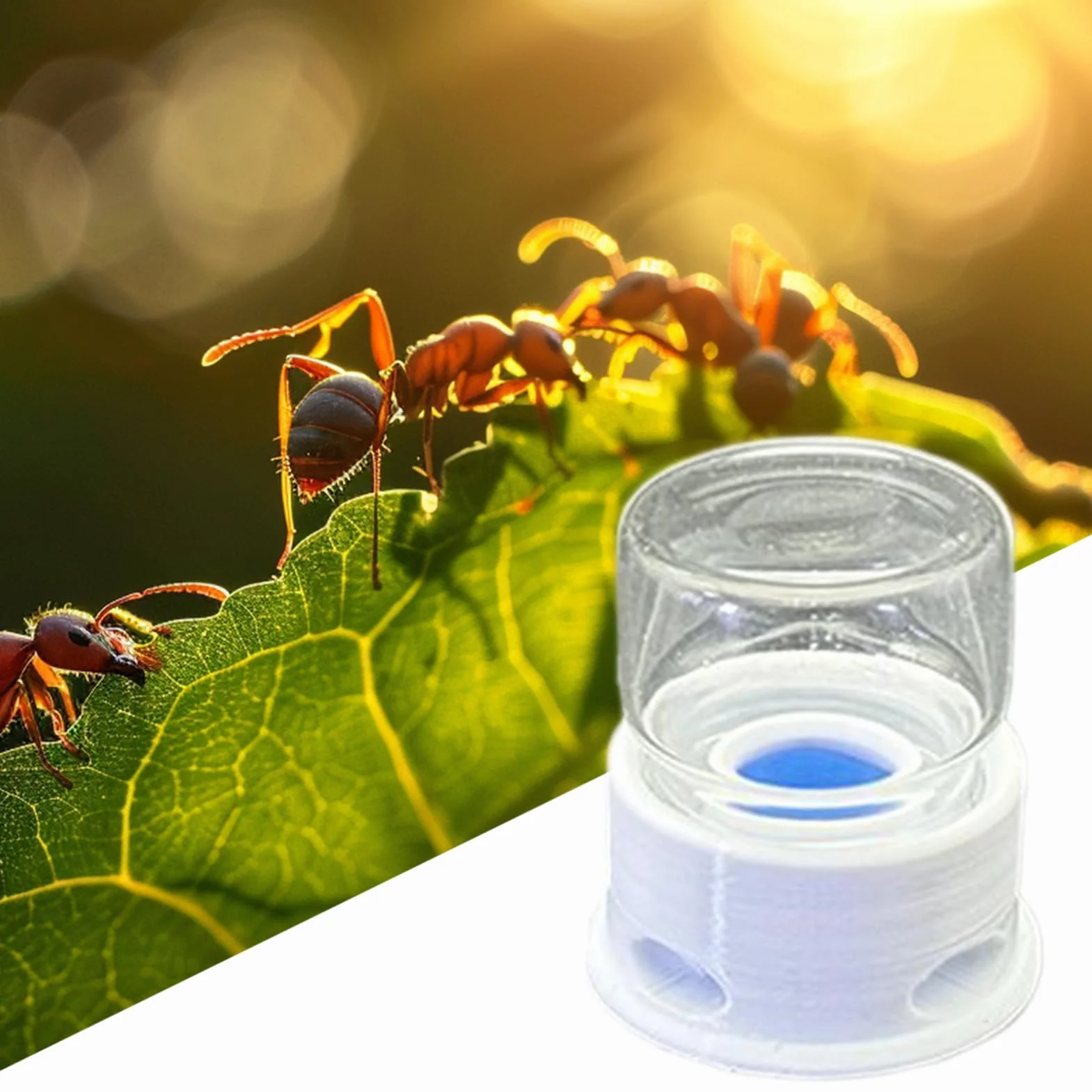 JINGLING Cuenco para Alimentar Hormigas - Estación De Agua para Abejas,Bebedero Transparente Antiahogos para Interior, Exterior, Aula, Granja
