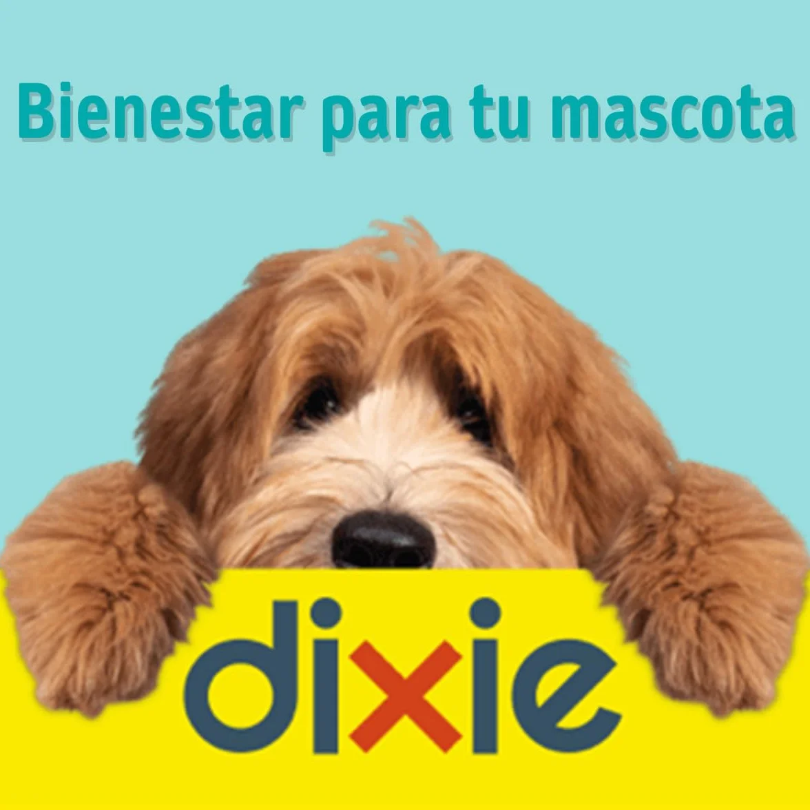 DIXIE - Pipetas Repelentes Gatos - 4 uds x 1 ml - Pipetas Repelentes - 4 Meses de Protección - contra Piojos, Mosquitos, Pulgas y Garrapatas - sin Insecticidas - Todos los Tamaños de Gatos