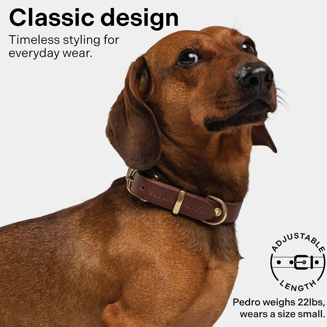 Scout Supply - Collar clásico de cuero para perro, cuero grueso de grano completo, herrajes de latón impermeable y resistente al óxido (marrón oscuro, pequeño)