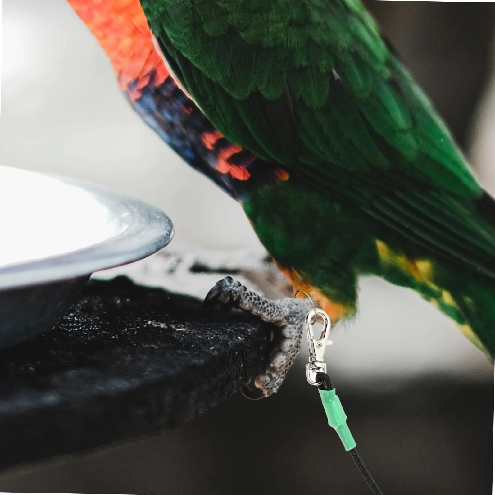 Hohopeti 2piezas Arnés De para Pájaros Cuerda De Entrenamiento De para Aves para Paseos Periquitos Cacatúas y Hámsters