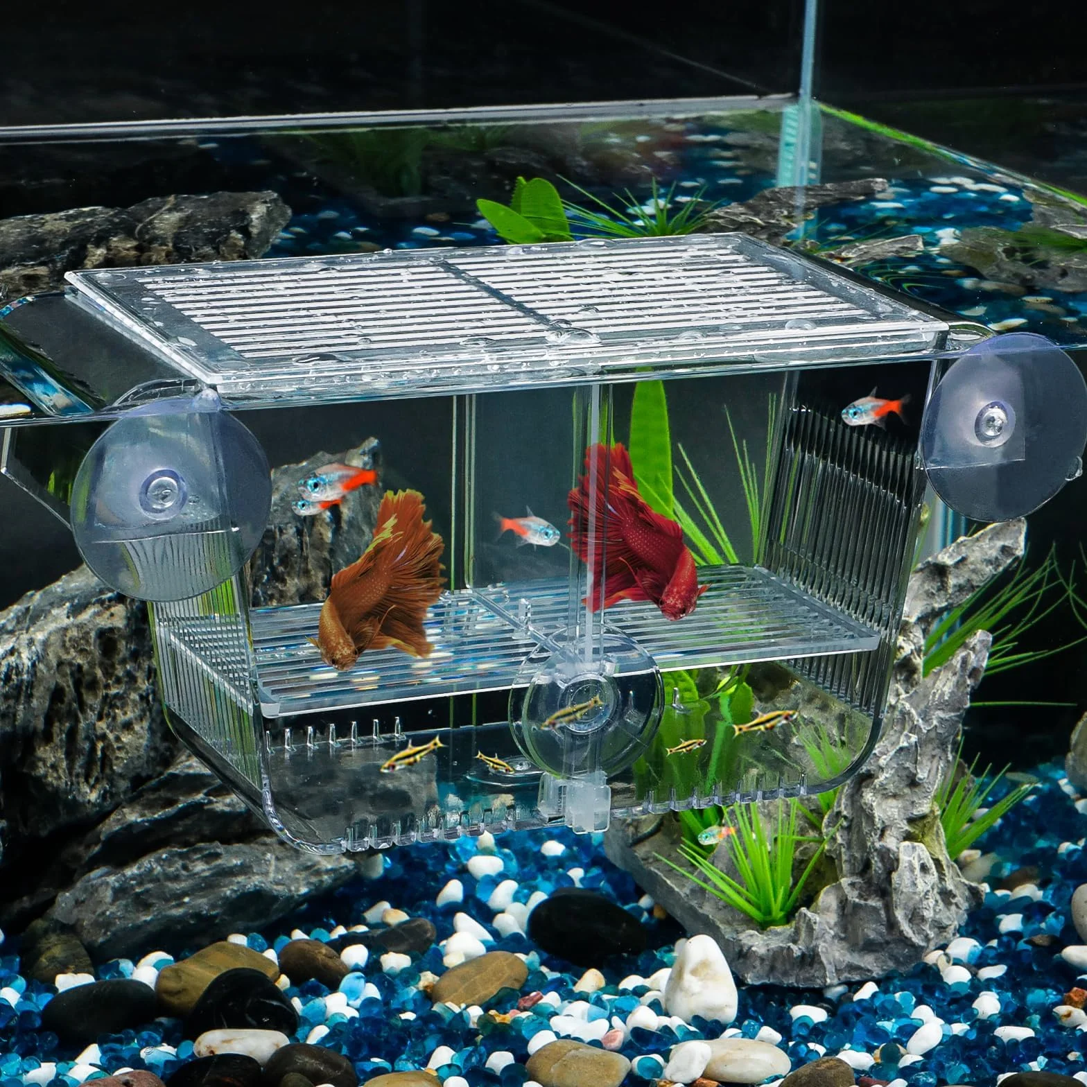Pawfly Caja de cría de peces de acuario con 6 ventosas de acrílico para peces bebés, camarones, betta, guuppy, platy