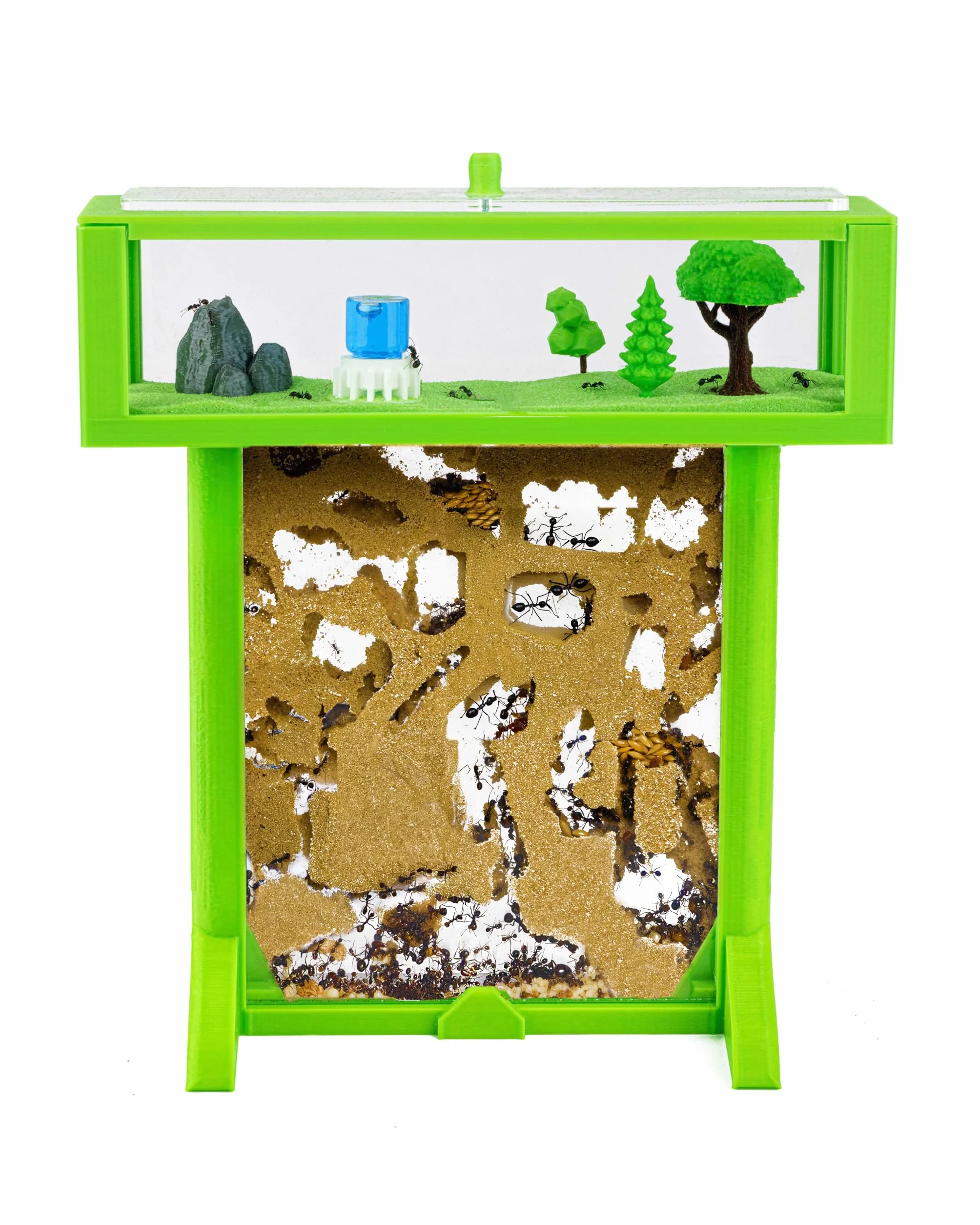 Anthouse.es - Kit Hormiguero Acrílico de Arena en Forma de T 3D - Sándwich y Caja de Forrajeo - Hormiguero con Hormigas Vivas Incluidas (Reina, Obreras, Huevos y Larvas) - Color Verde