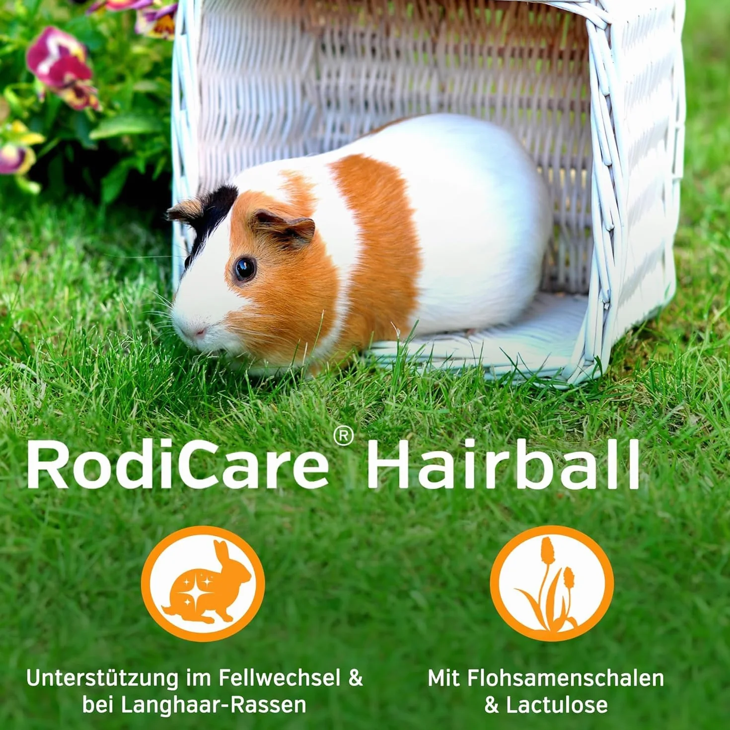 Alfavet RodiCare Hairball - alimento complementario para Conejos Enanos y cobayas - Ayuda a Eliminar Las Bolas de Pelo - 3 inyectores de 12 ml