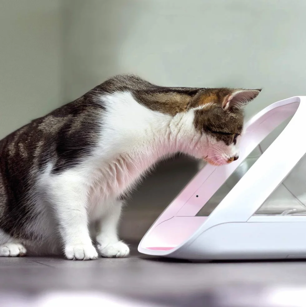 Comedero SureFeed Connect Sure Petcare con lector de microchip y placa de identificación RFID, con aplicación móvil, para comida húmeda y seca, blanco, hub conector, necesita 4 pilas C (no incluidas).
