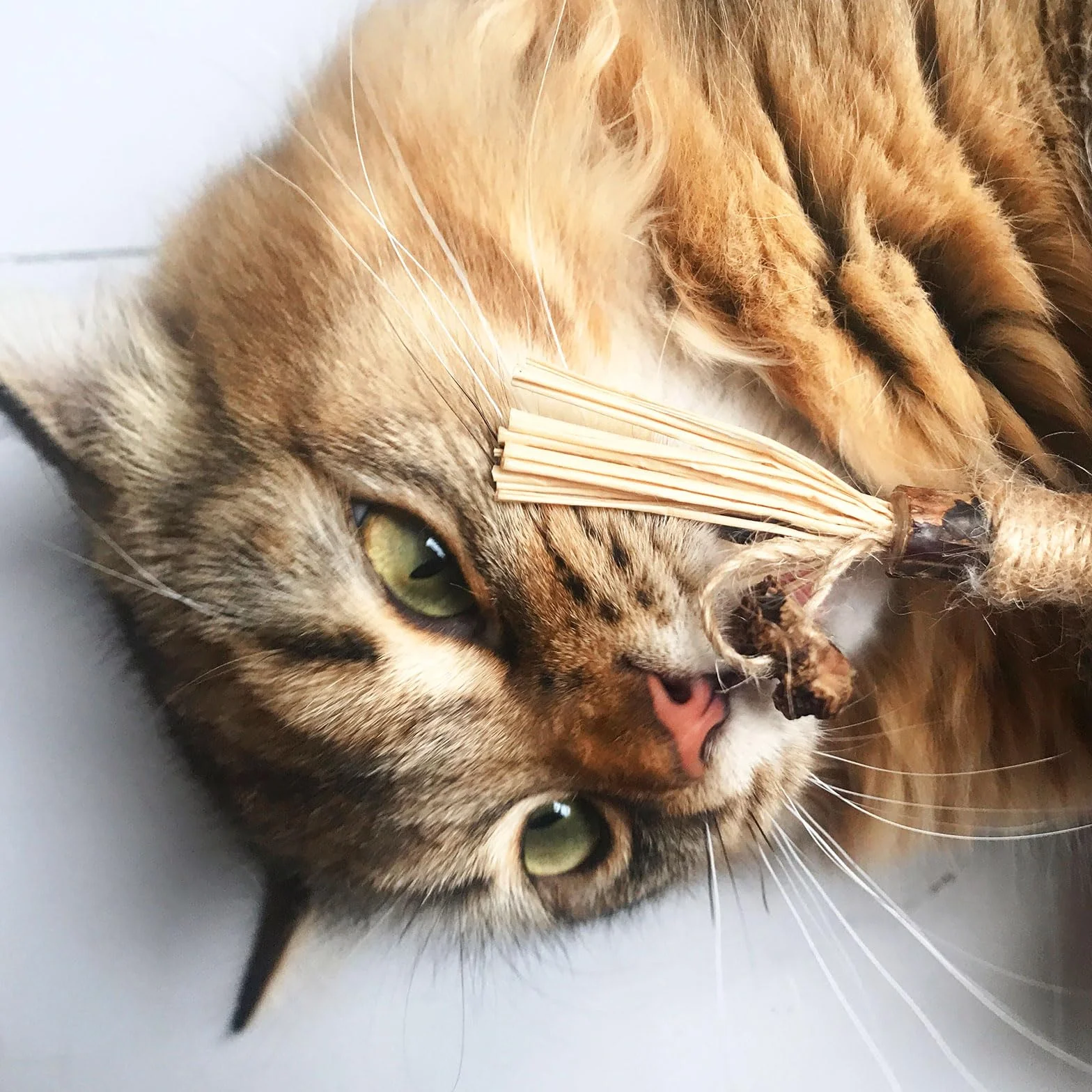 Palillos de Hierba gatera, Juguete para Gatos con Hierba gatera, Juguete Matatabi, Juguete para Masticar Gatos, Palillos para Masticar