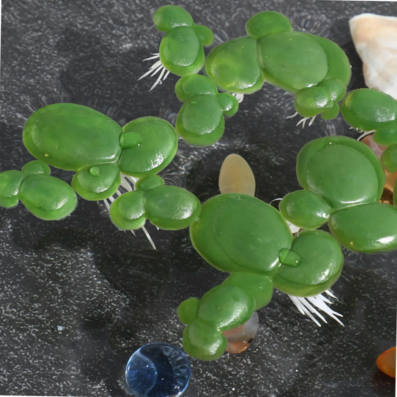 4paquetes Acuáticas Artificiales De Lenteja Flotante De Decoración Natural para y Peceras Hechas De Plástico y Resistente Al Agua