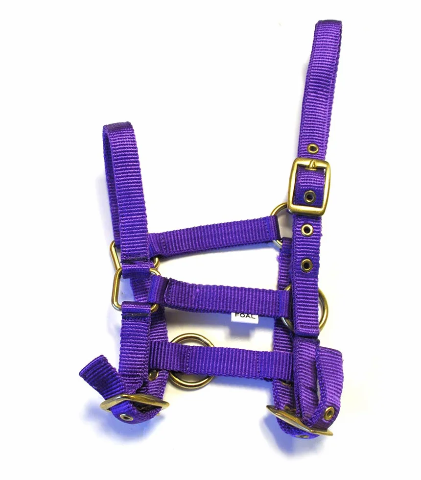 Rhinegold Collar de Nylon Potro