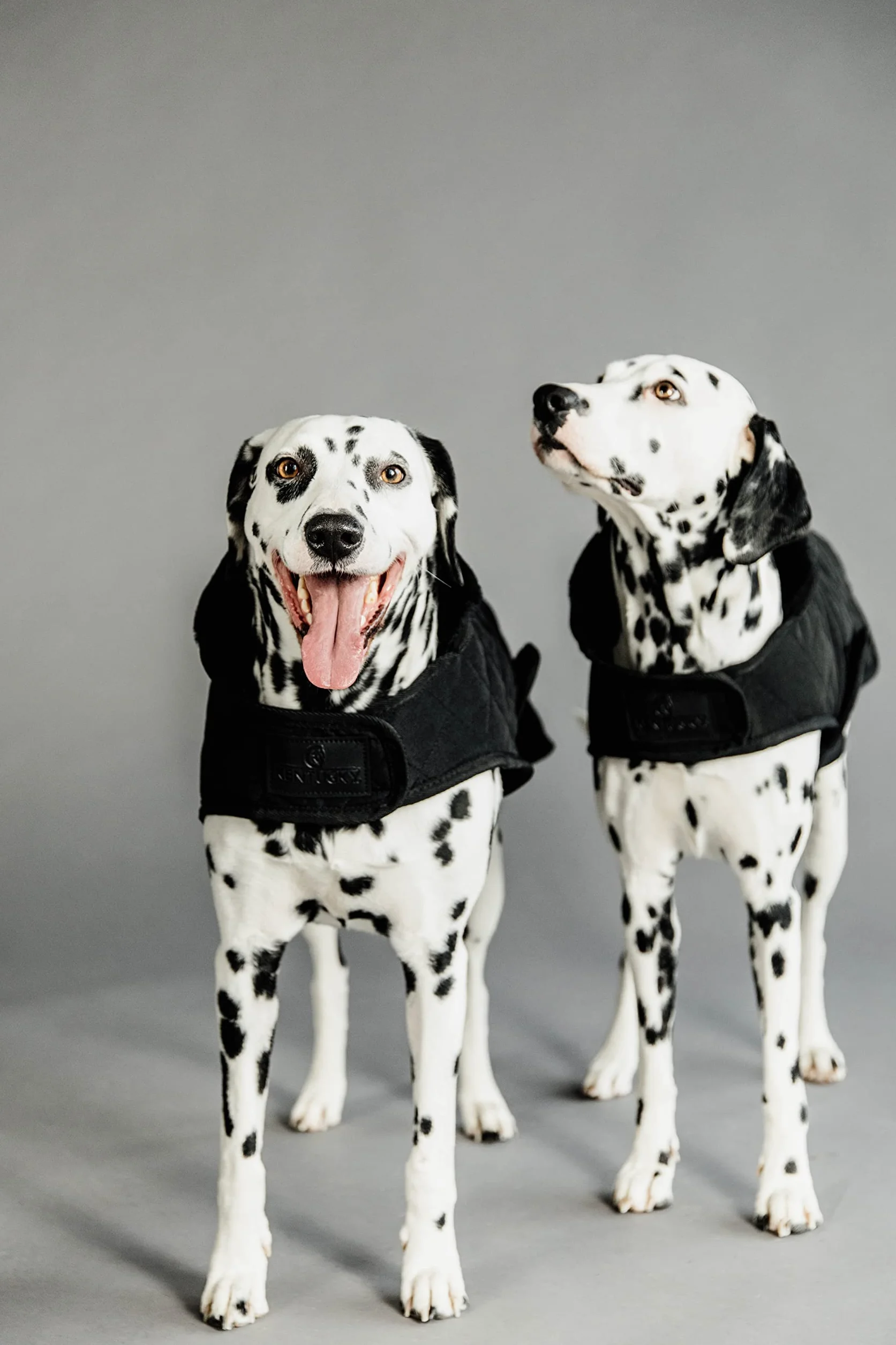 Kentucky Dogwear Abrigo para perros de 160 g, tamaño: XS, color: negro
