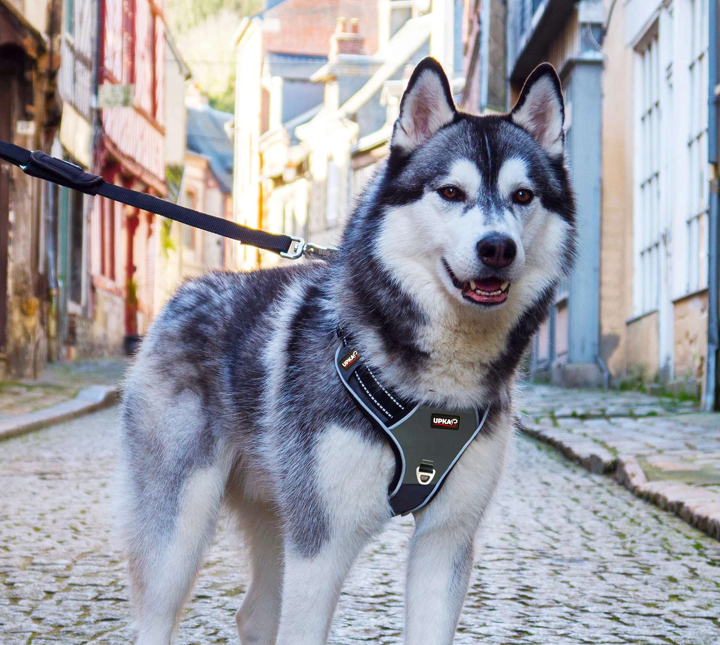 I-dog