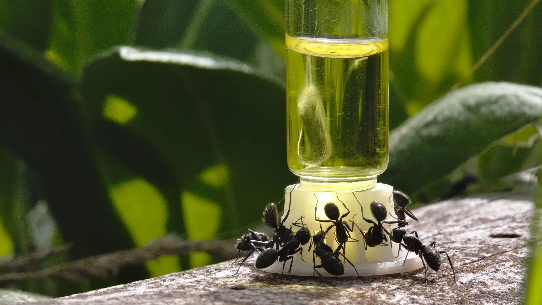 Comedero líquido mini color para hormigas: para agua, agua azucarada o néctar de hormigas (colección Deserto)