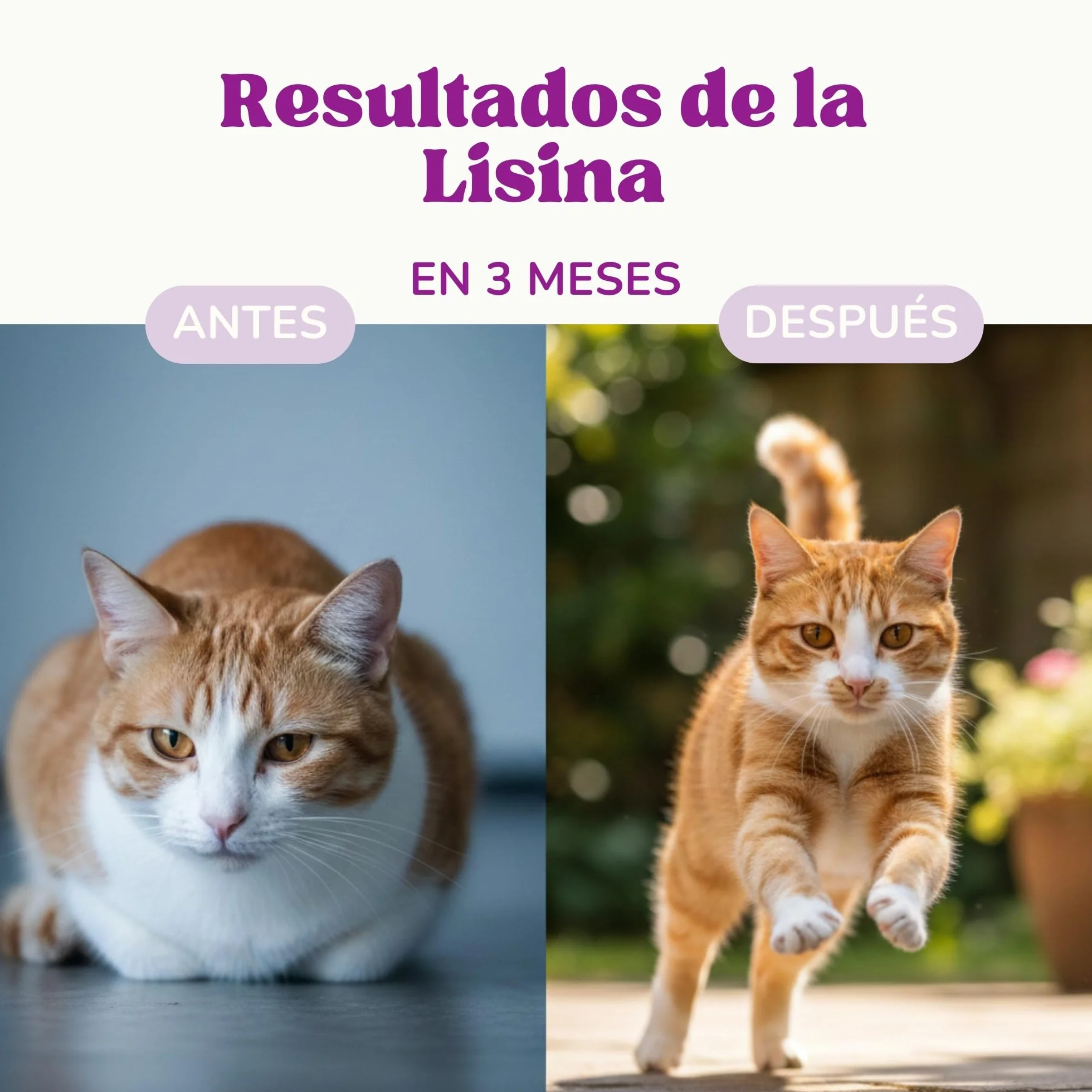 Lisina Gatos con Aminoácidos Esenciales para Reforzar el Sistema Inmunitario, Apoyar Las Vías Respiratorias y Prevenir el Herpes Felino, Suplemento Natural para Todas Las Razas y Edades