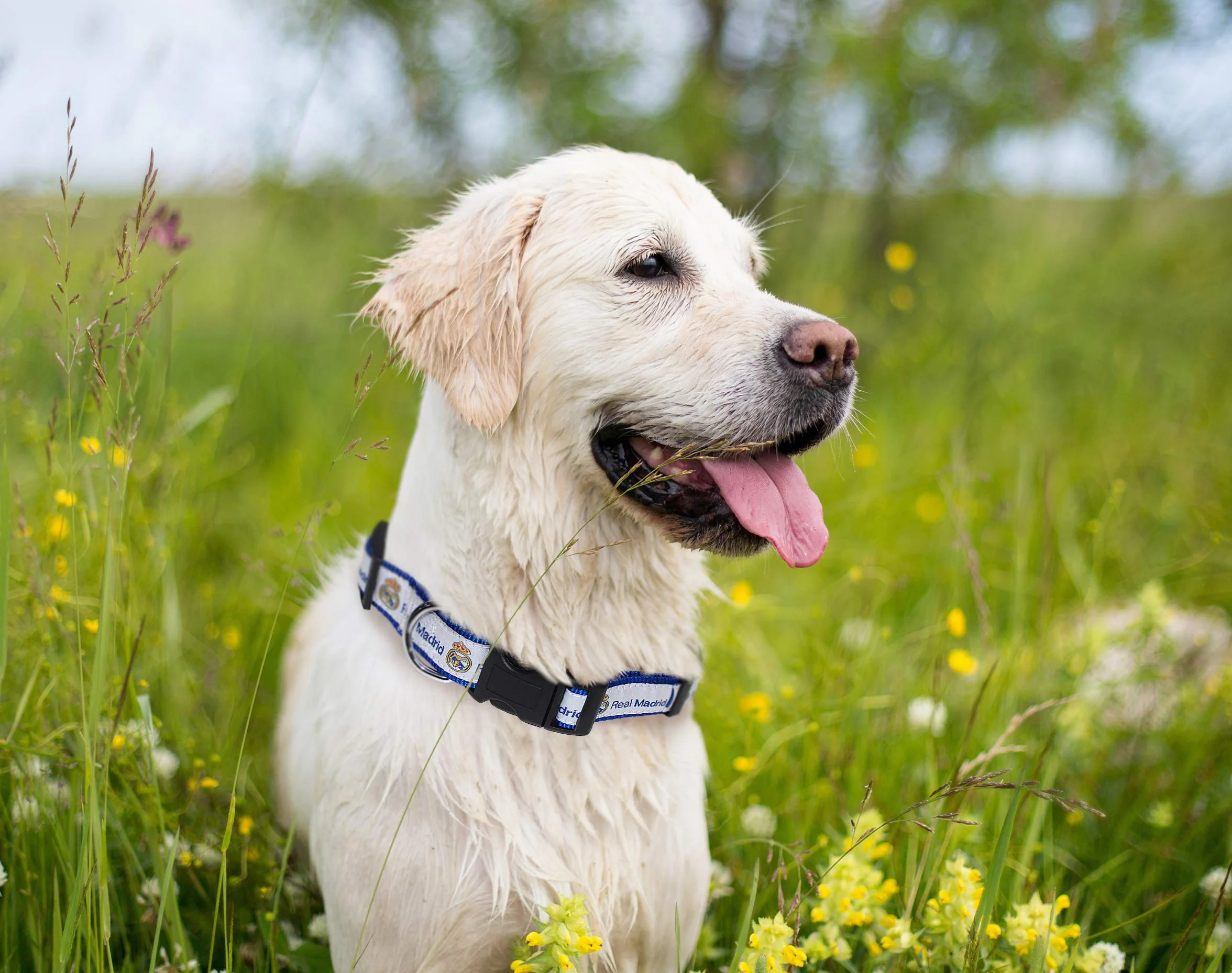 Pets First Collar Real Madrid MLS para Perro Grande Resistente Color del Equipo
