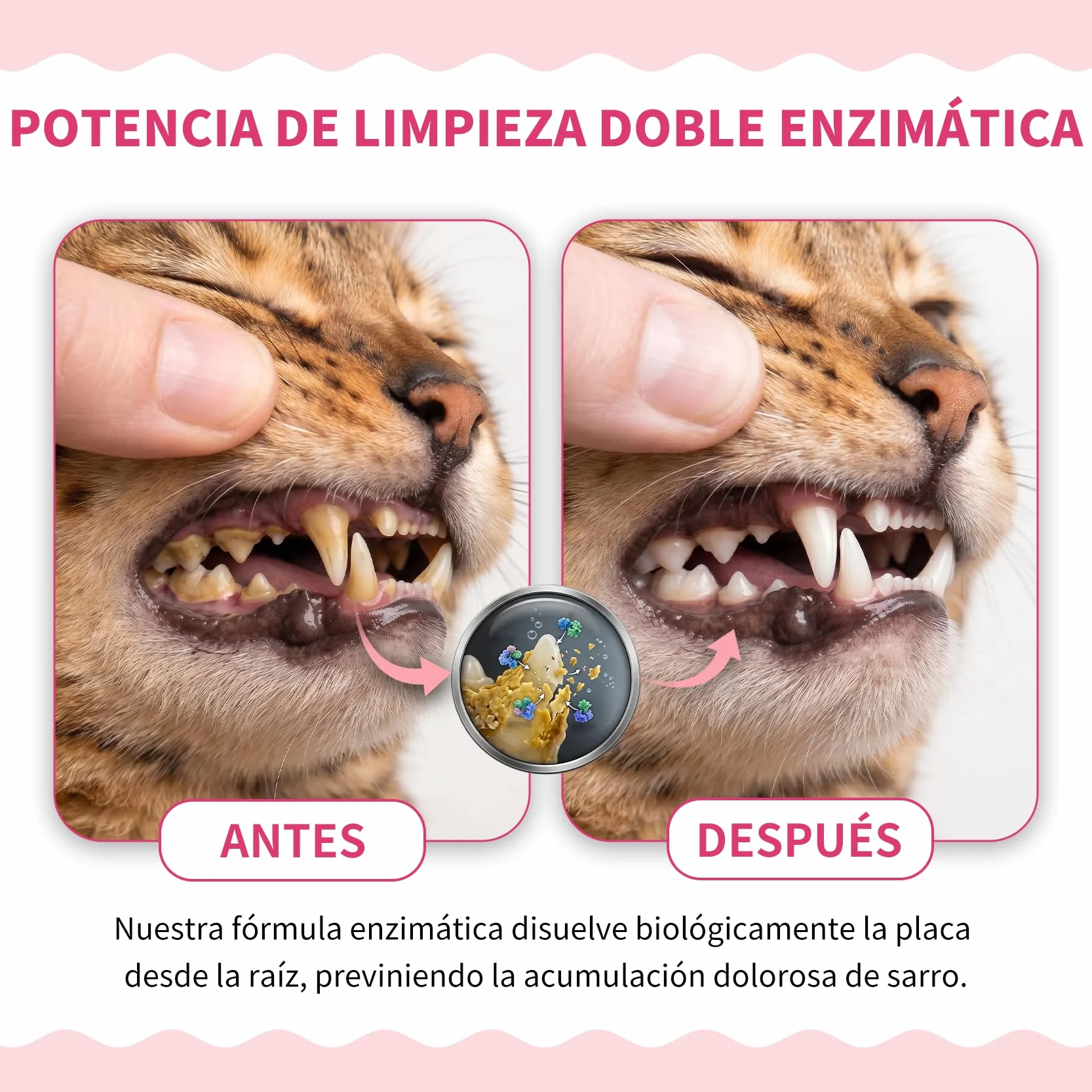 Pasta de Dientes Enzimática para Gatos - Kit Dental con Cepillo, Gel Sin Perfume contra la Placa y Mal Aliento, Previene el Sarro - 30g
