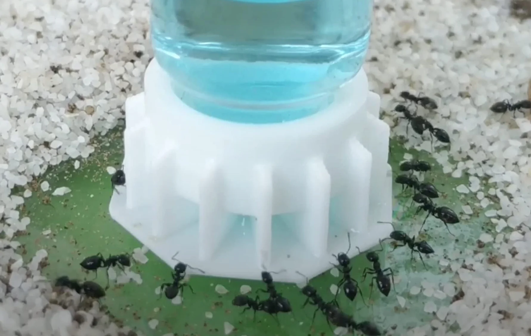 Anthouse - Blue Sugar 50 ml - Néctar para Hormigas con 63% Azúcar y 5% Proteínas - Energía y Crecimiento para tu Colonia - Alimentación Completa para Terrarios y Hormigueros