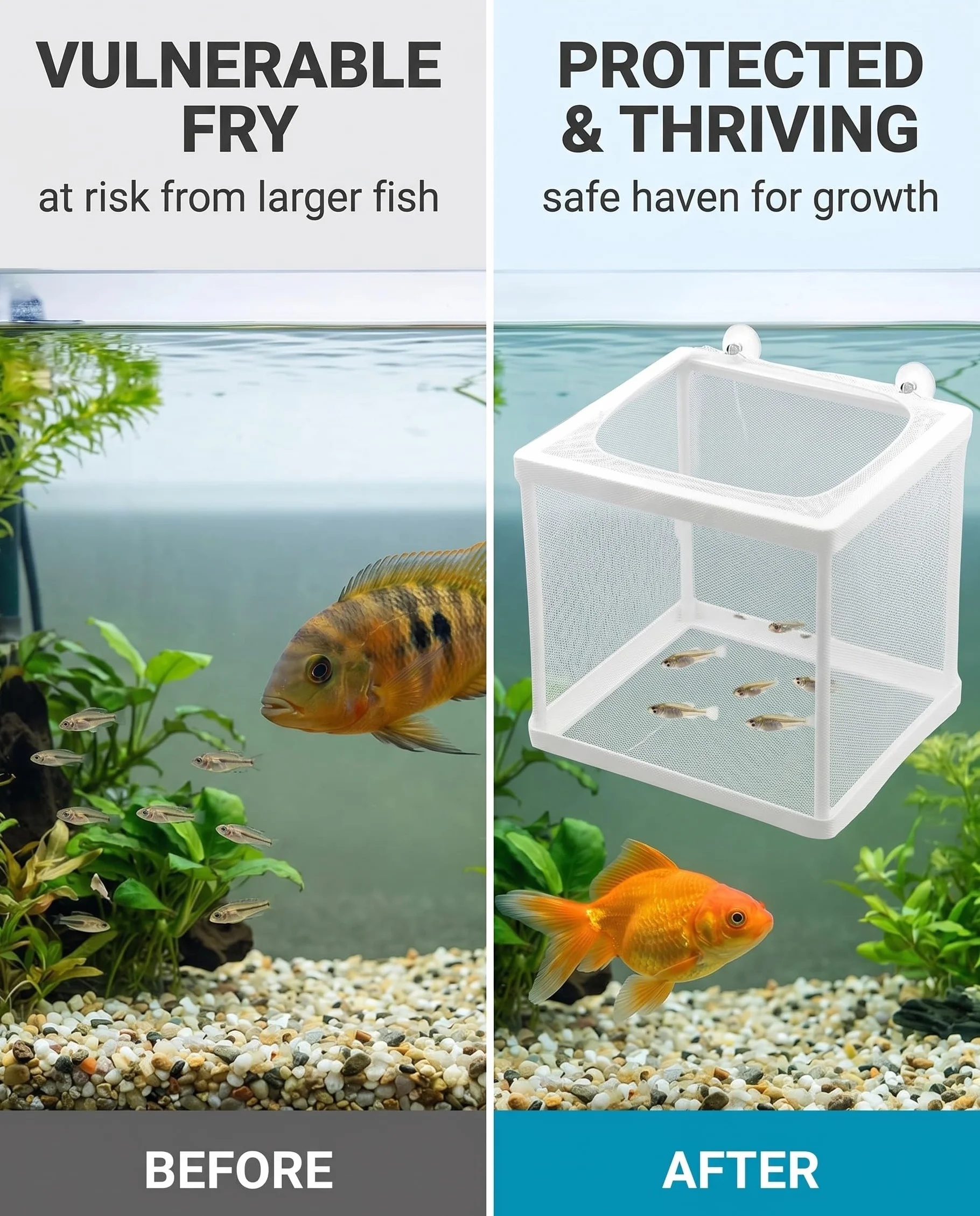 Incubadora De Peces, Caja De Cría De Peces, Acuario Criador De Red,Incubador Separador Tanque, Aislamiento De Pece con Ventosas, Cría Pece para Proteger Bebés, para Camarones Incubadors